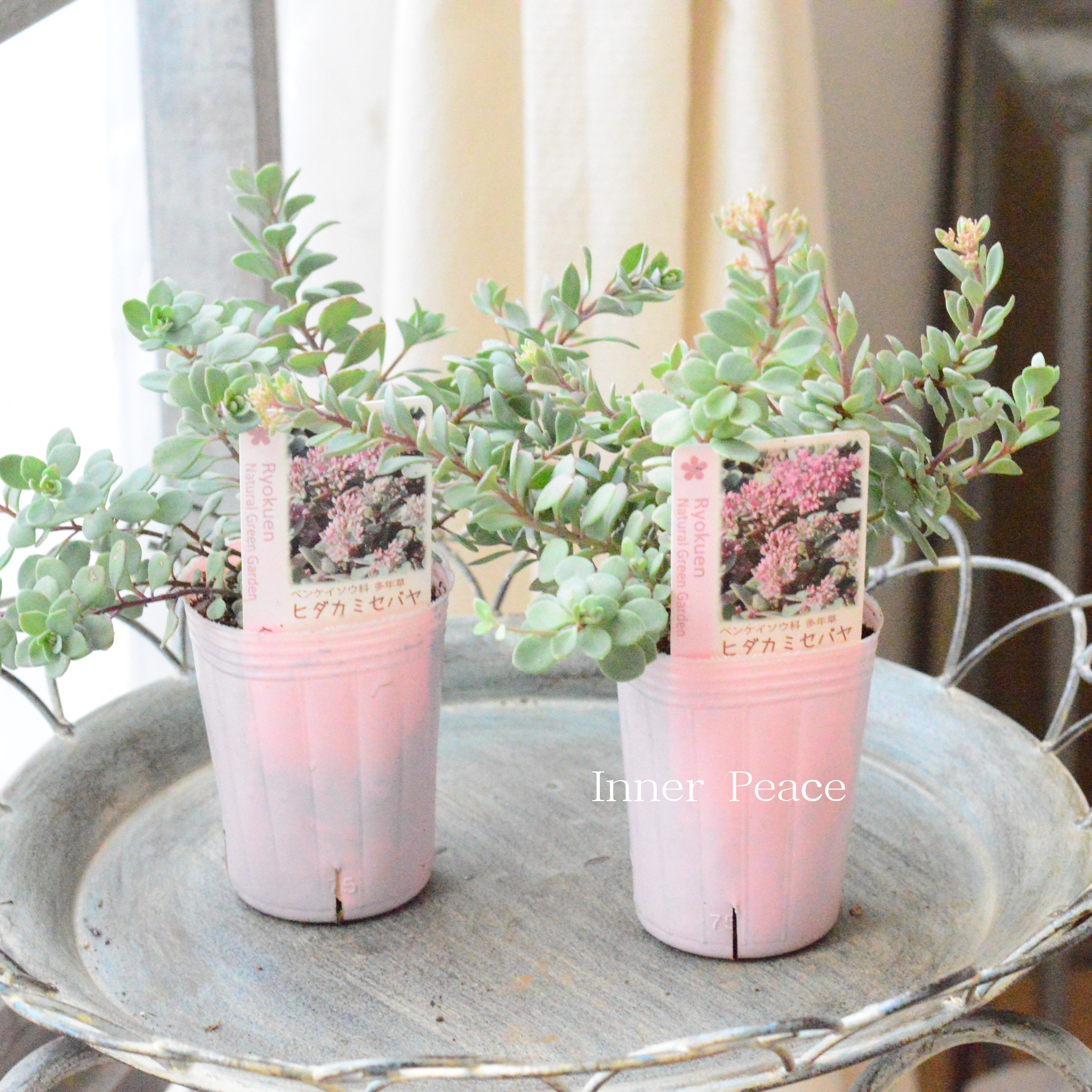 【寒さに強い】ヒダカミセバヤ　　2.5寸POT