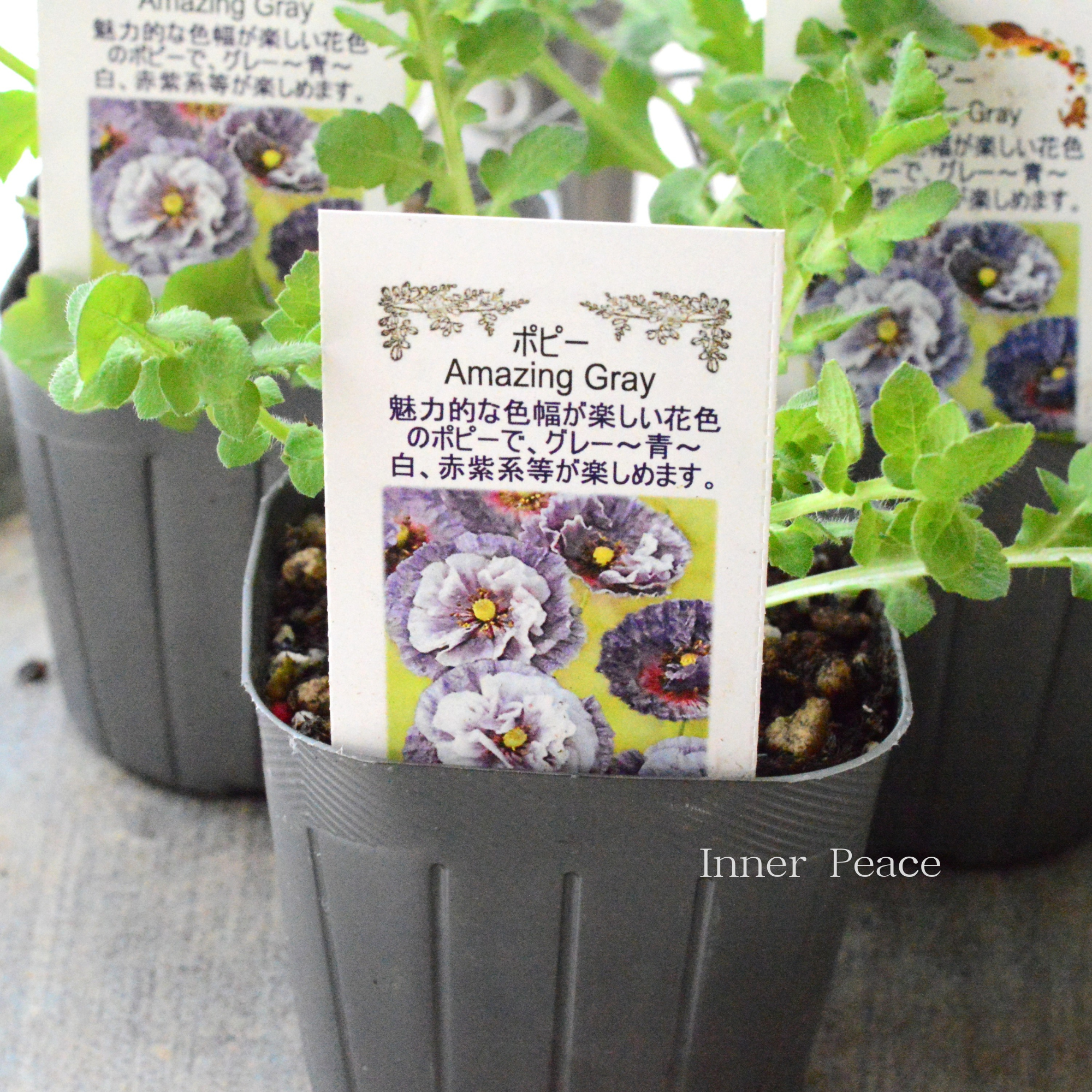 【シック】 ポピー 『アメージンググレー』　3寸POT（植え込み用）