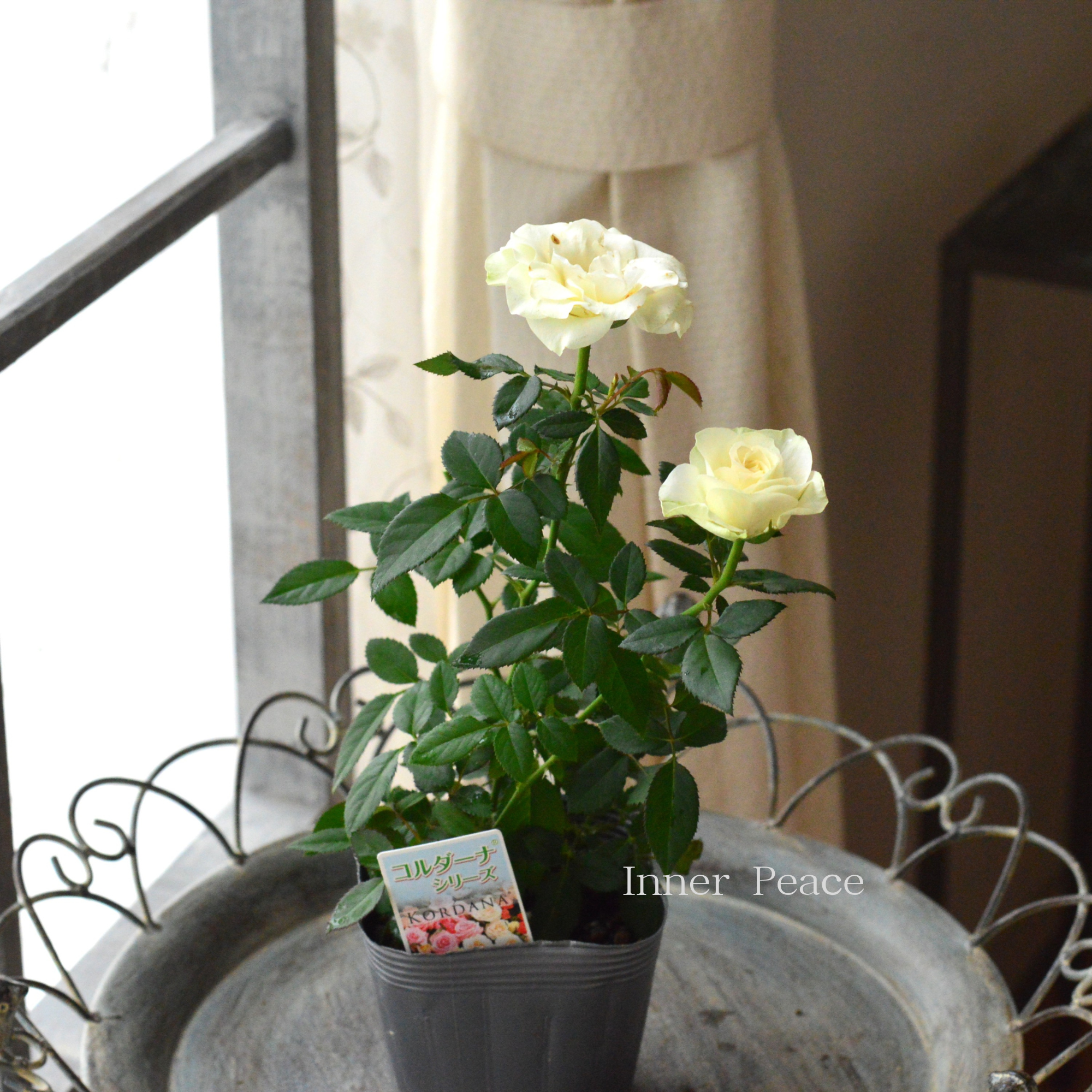 【分割できる】 ミニ薔薇  『コルダナ・パール』  3寸POT