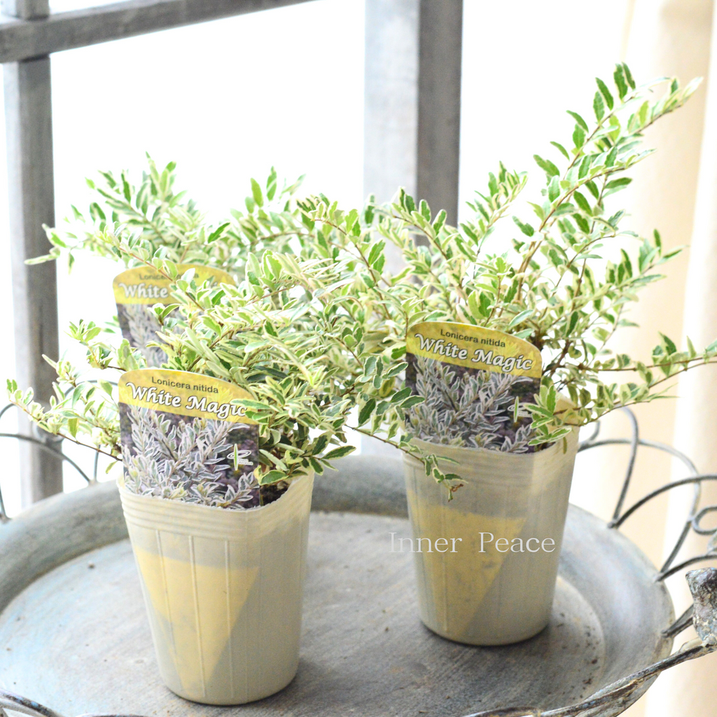 9926d5bb182bf4e148a9d848b31312