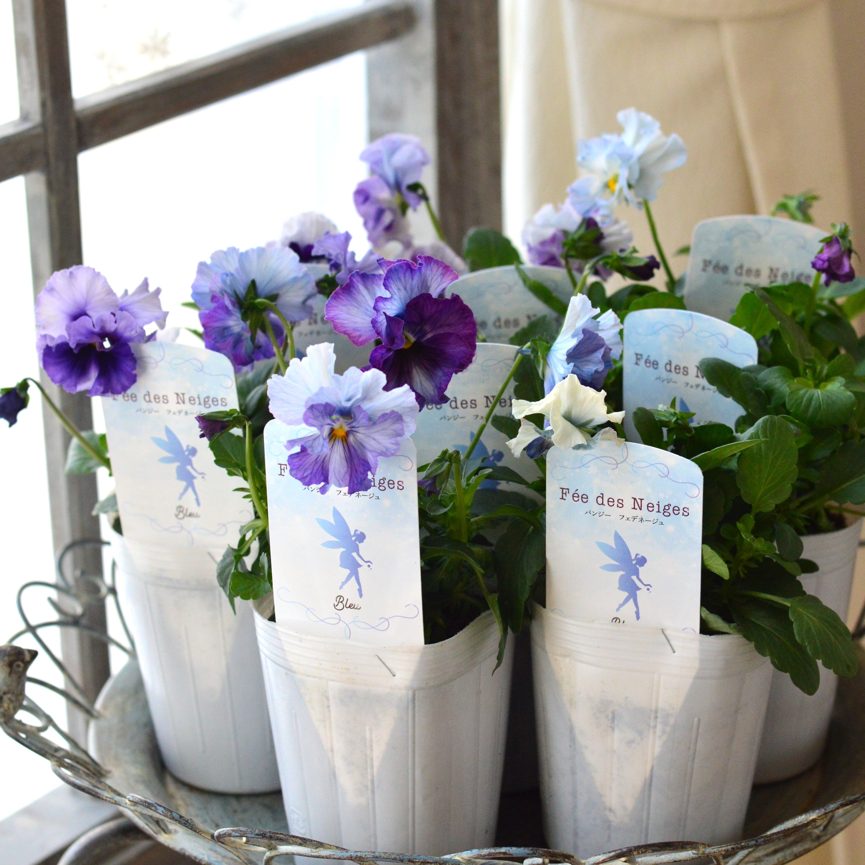 【美しい】 パンジー 『フェデネージュ・ブルー』　3.5寸POT