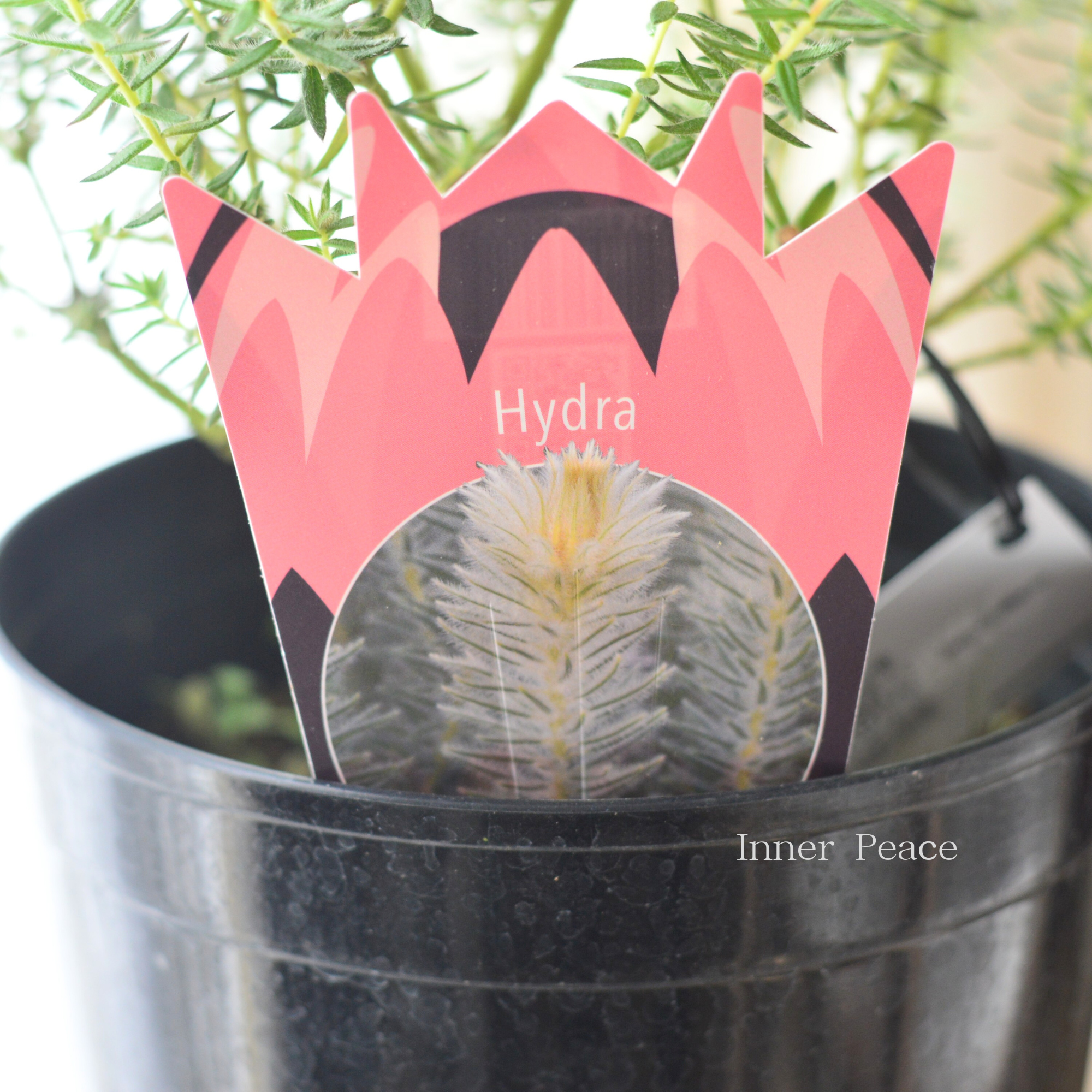 【人気】 フィリカ プベッセンス　ハイドラ　　６号鉢