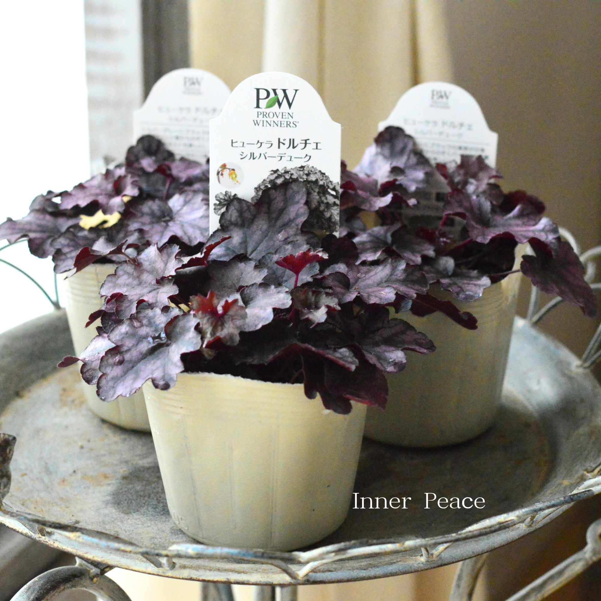 【PW】 ヒューケラ ドルチェ　『シルバーデューク』　　3.5寸POT