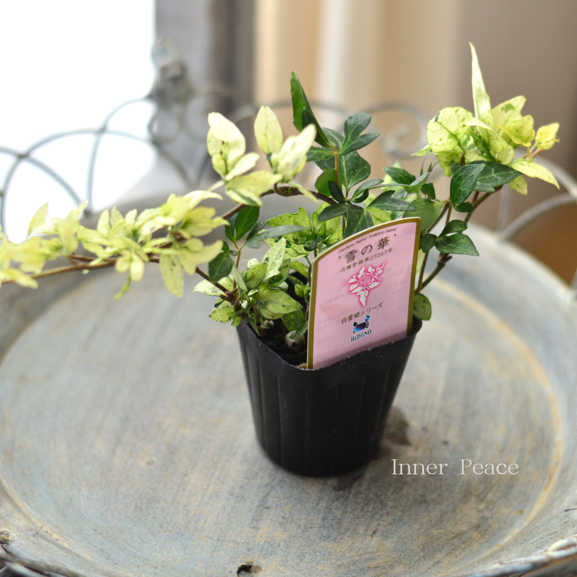 【広野園芸さん】 ヘデラ 『雪の華』　2.5寸POT