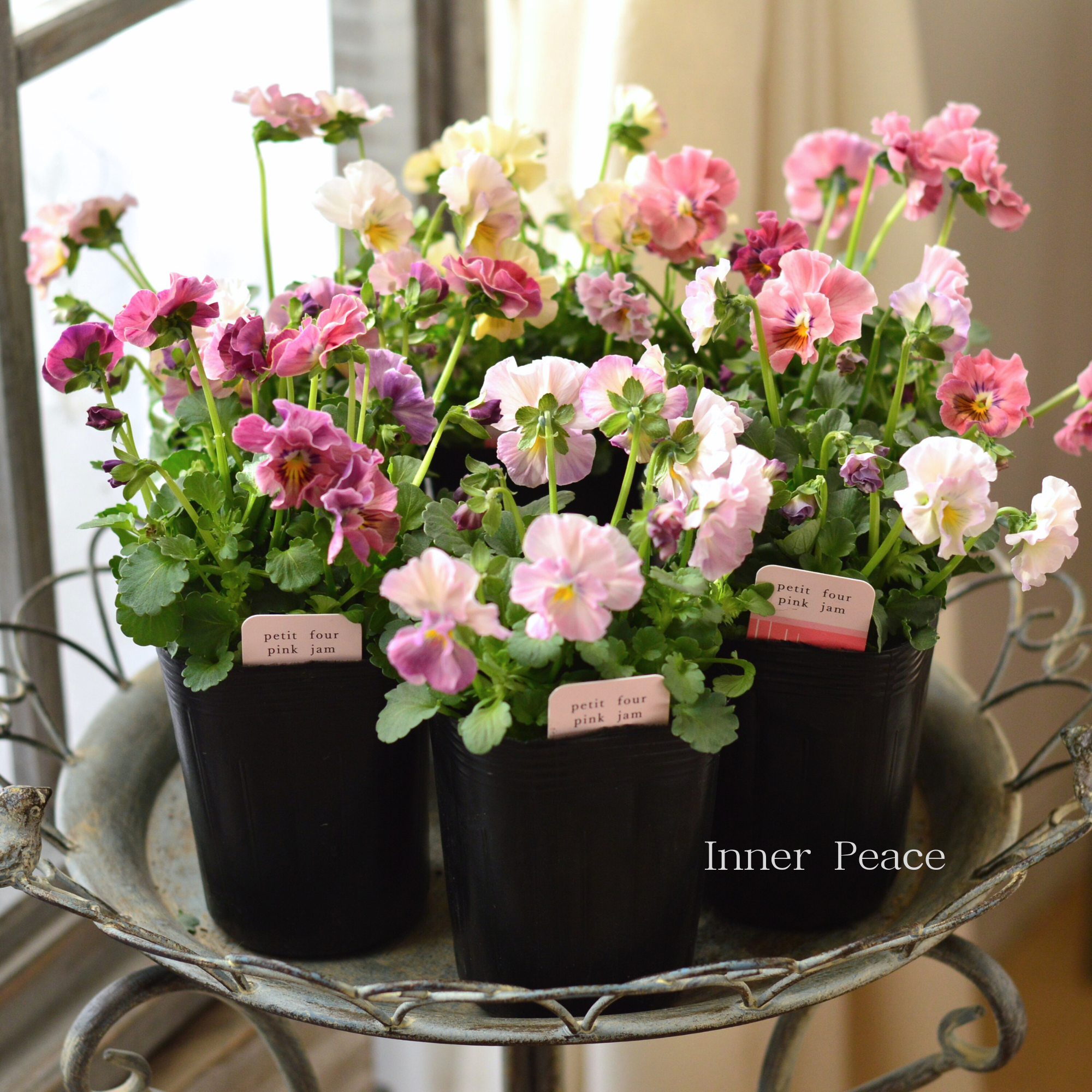 【ハルグリンさん】 ビオラ　『プティフール・ピンクジャム』　　3寸POT