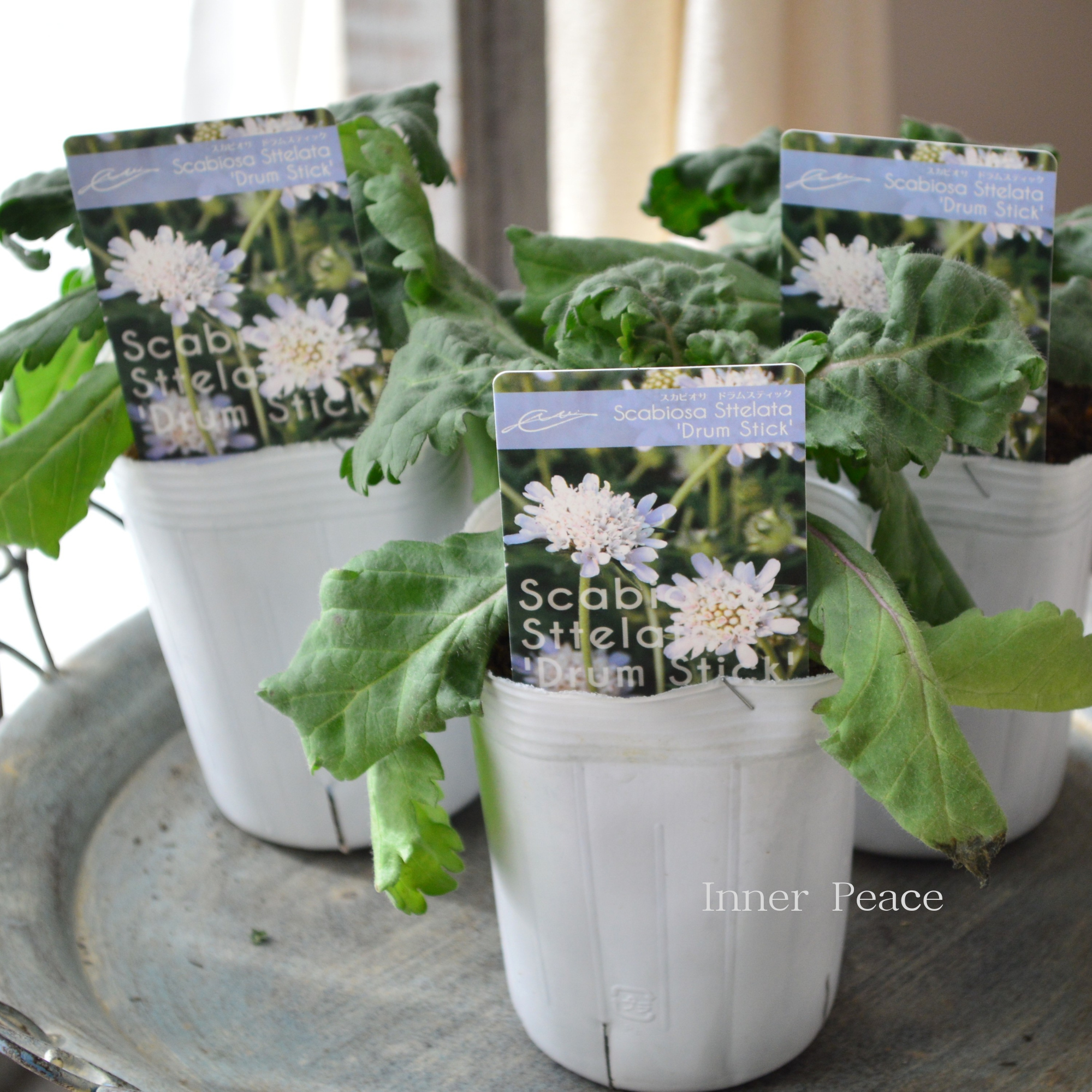 暑さ寒さに強い】 スカビオサ 『ドラムスティック』 植え込み用 3寸POT