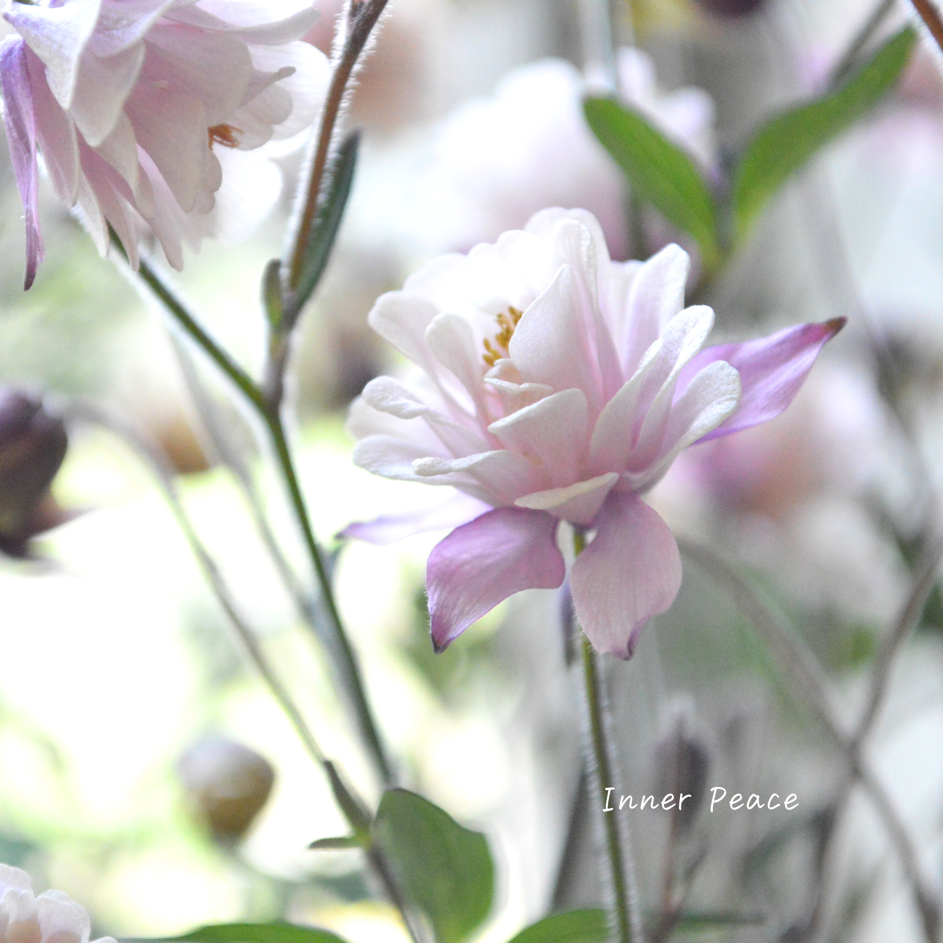 【tef*tef*さんオリジナル】 八重咲きオダマキ 『クラシカルセピア』　3.5寸ロングPOT
