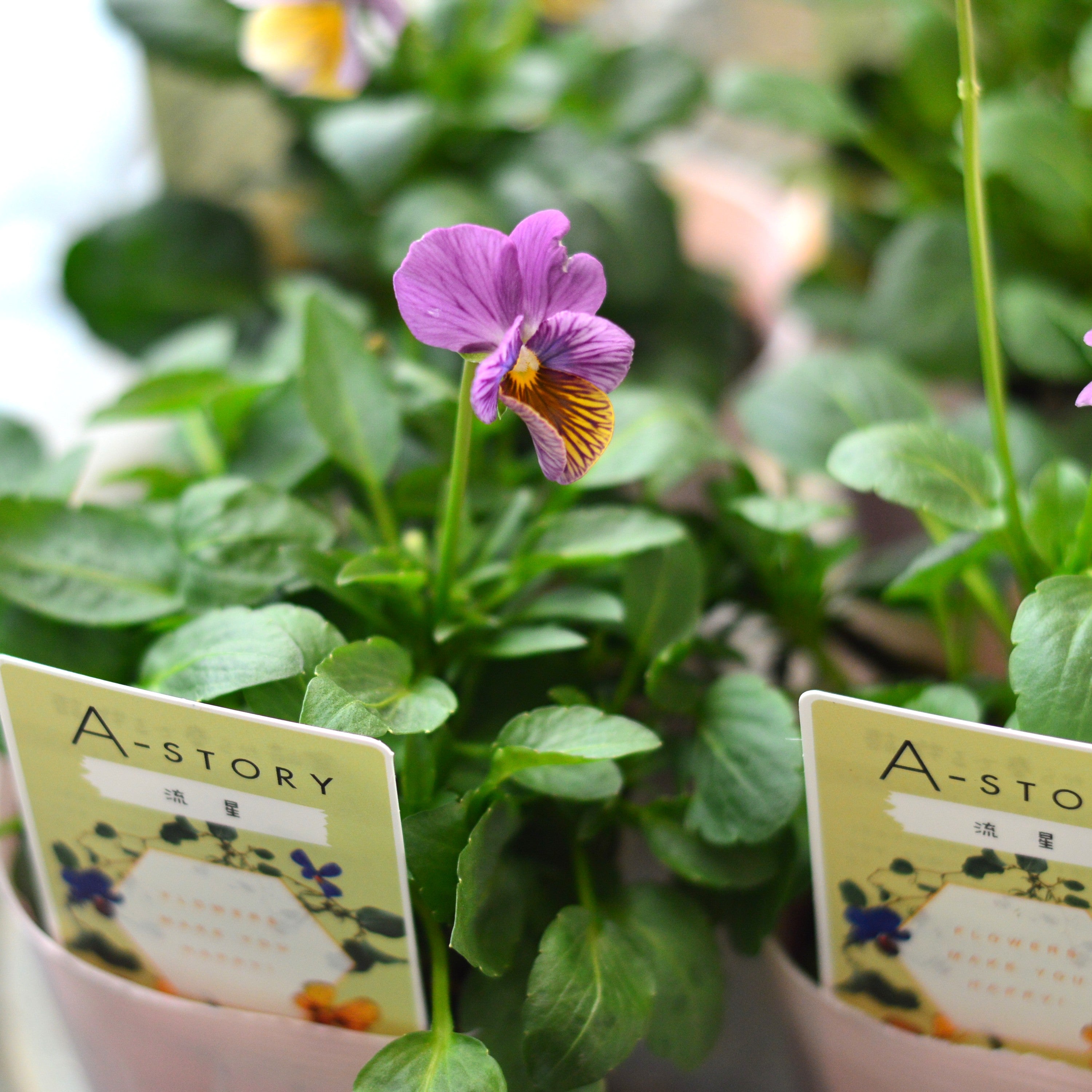 【石村あさみさん育種】 ビオラ 『A-STORY・流星　ピンク系』　3.5寸POT