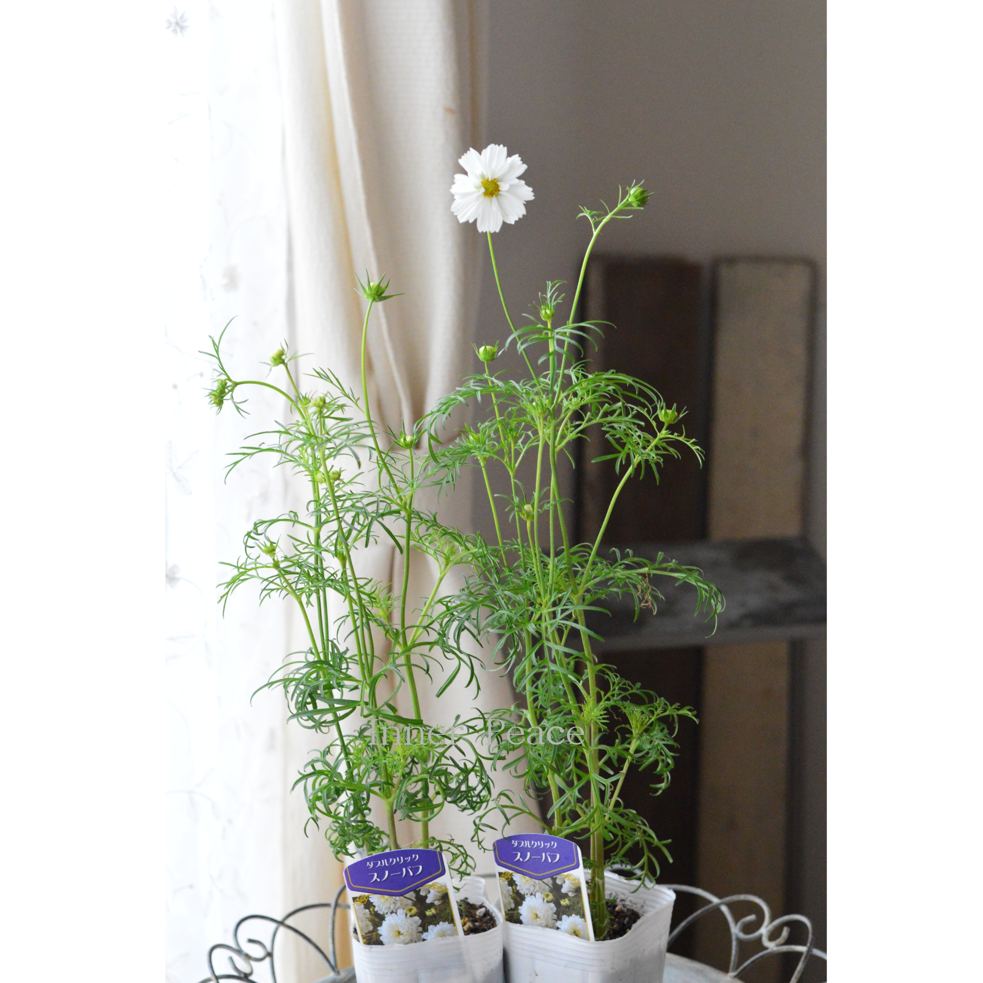 【人気】 コスモス　『ダブルクリック・スノーパフ』　　3寸ロングPOT