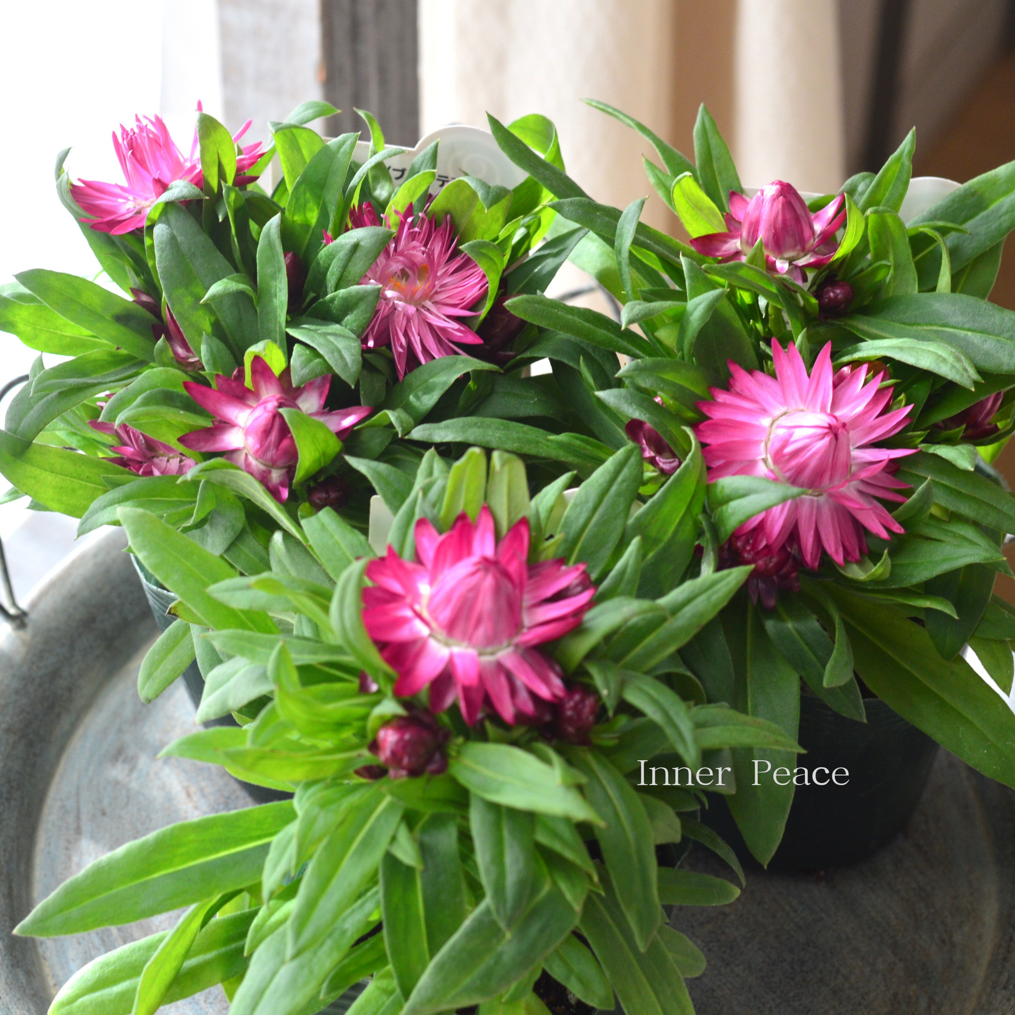 【ユニーク】 ブラクテアンサ（ヘリクリサム） 『モハベ・ピンク』　3.5寸POT