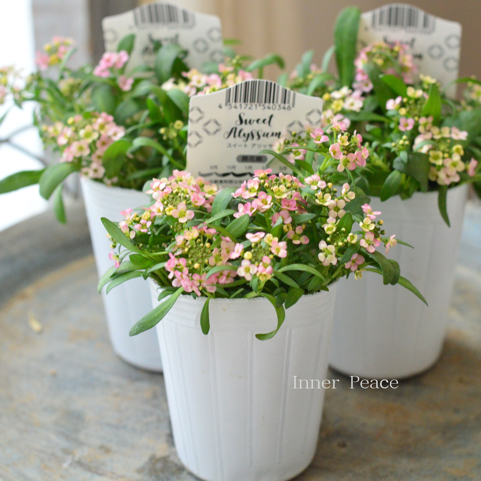 【かわいい】 スイートアリッサム　『アルーレ・ブロンズ』　2.5寸POT