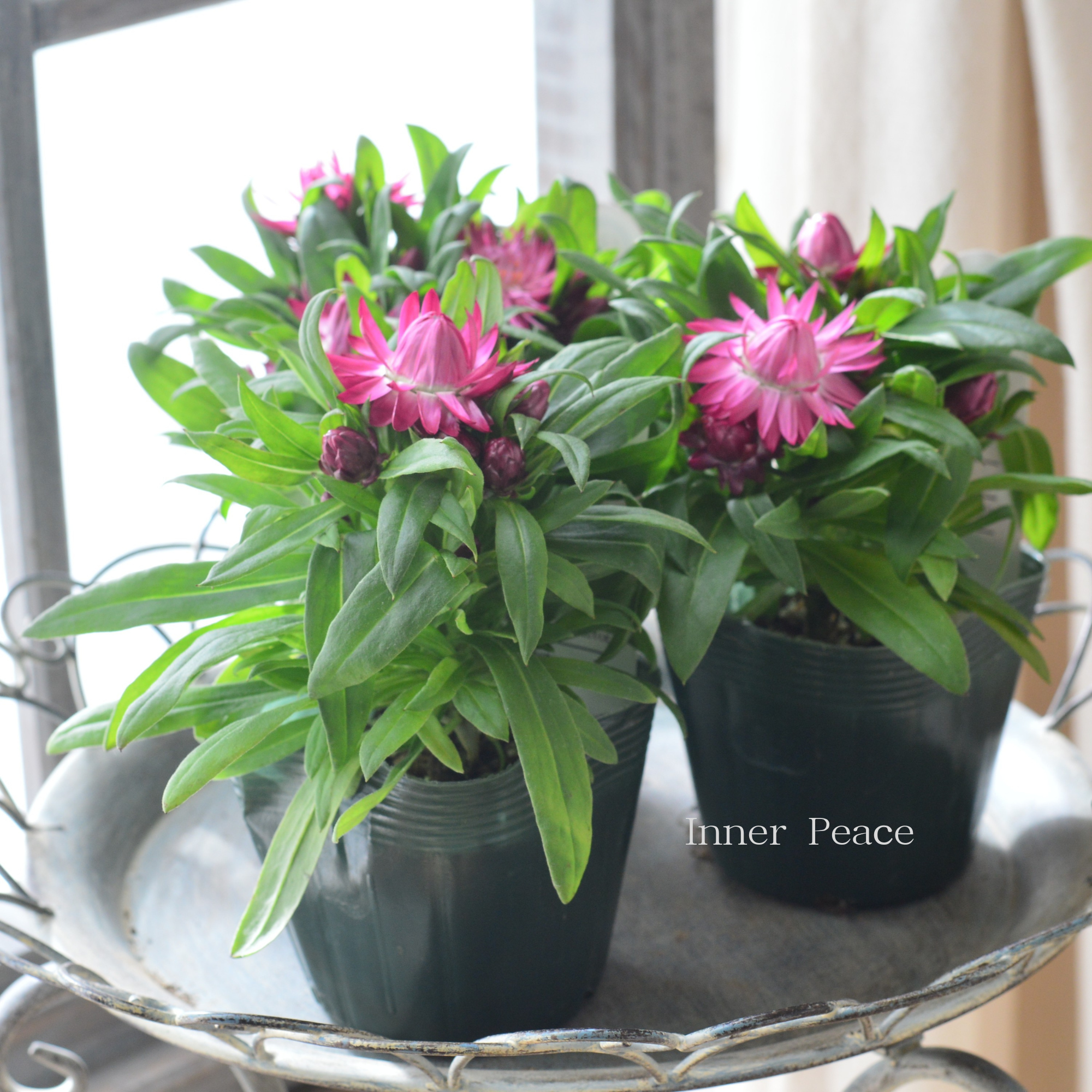 【ユニーク】 ブラクテアンサ（ヘリクリサム） 『モハベ・ピンク』　3.5寸POT