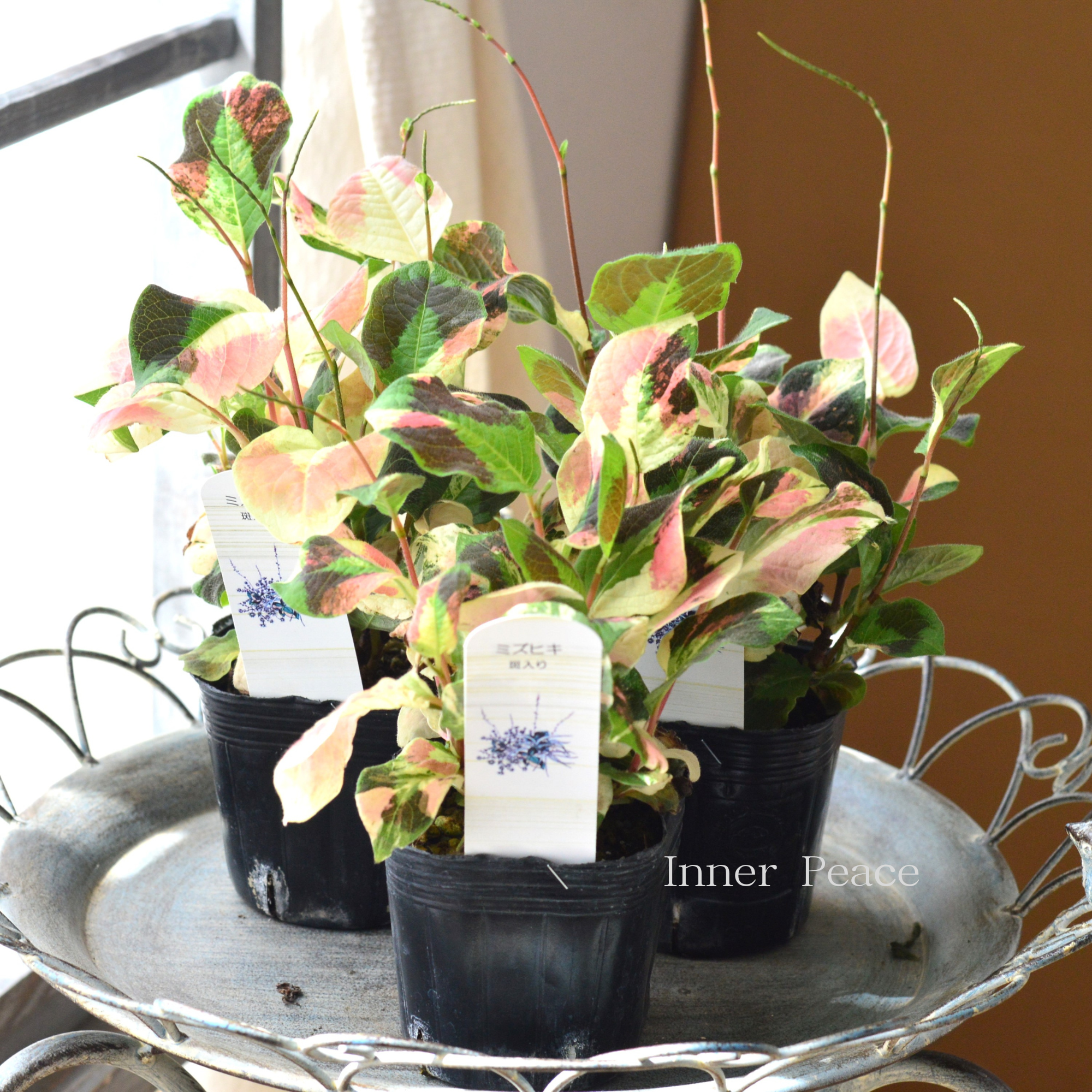 【斑入り】　ミズヒキ（水引草）　　3寸POT