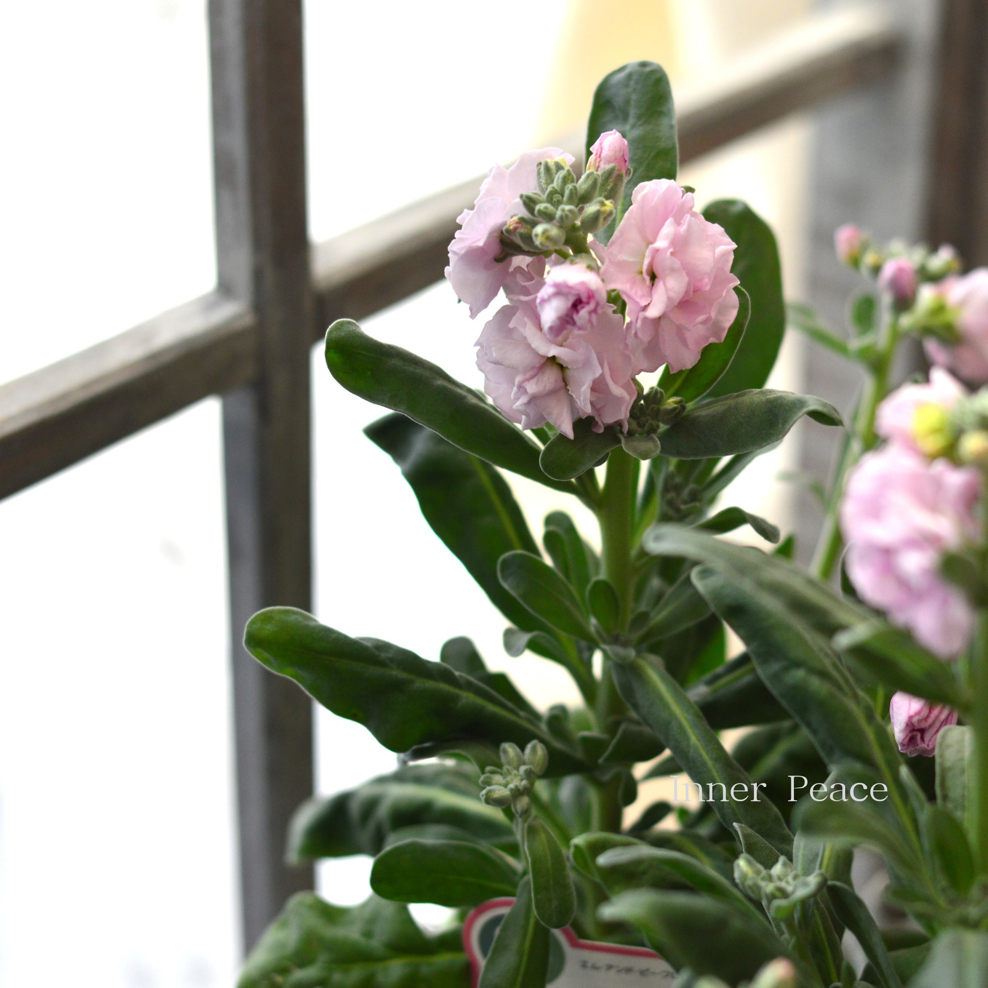 【八重咲き】 ストック ベイビー  『ライトピンク』　  3寸ロングPOT