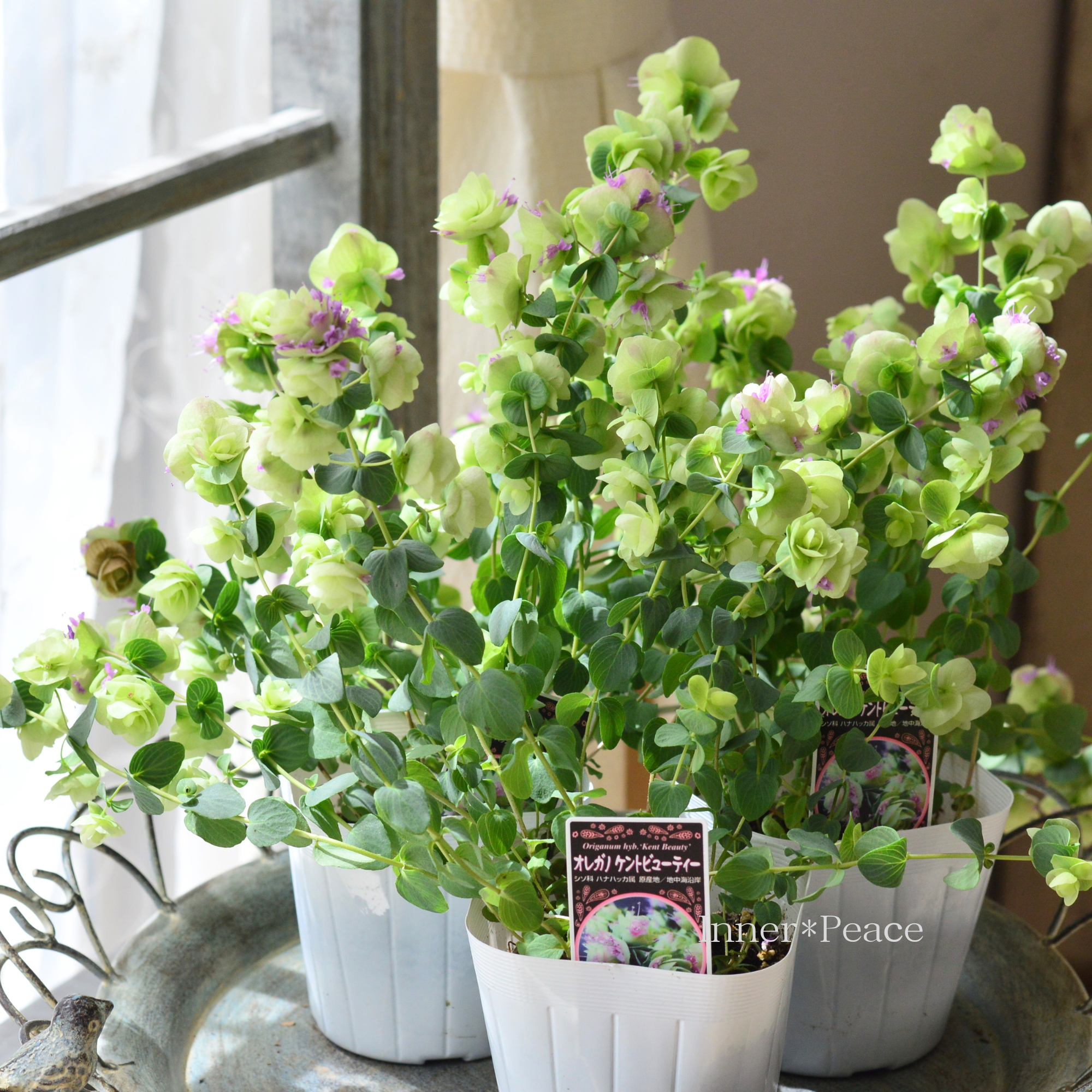 【人気】 オレガノ 『ケントビューティー』　3寸POT