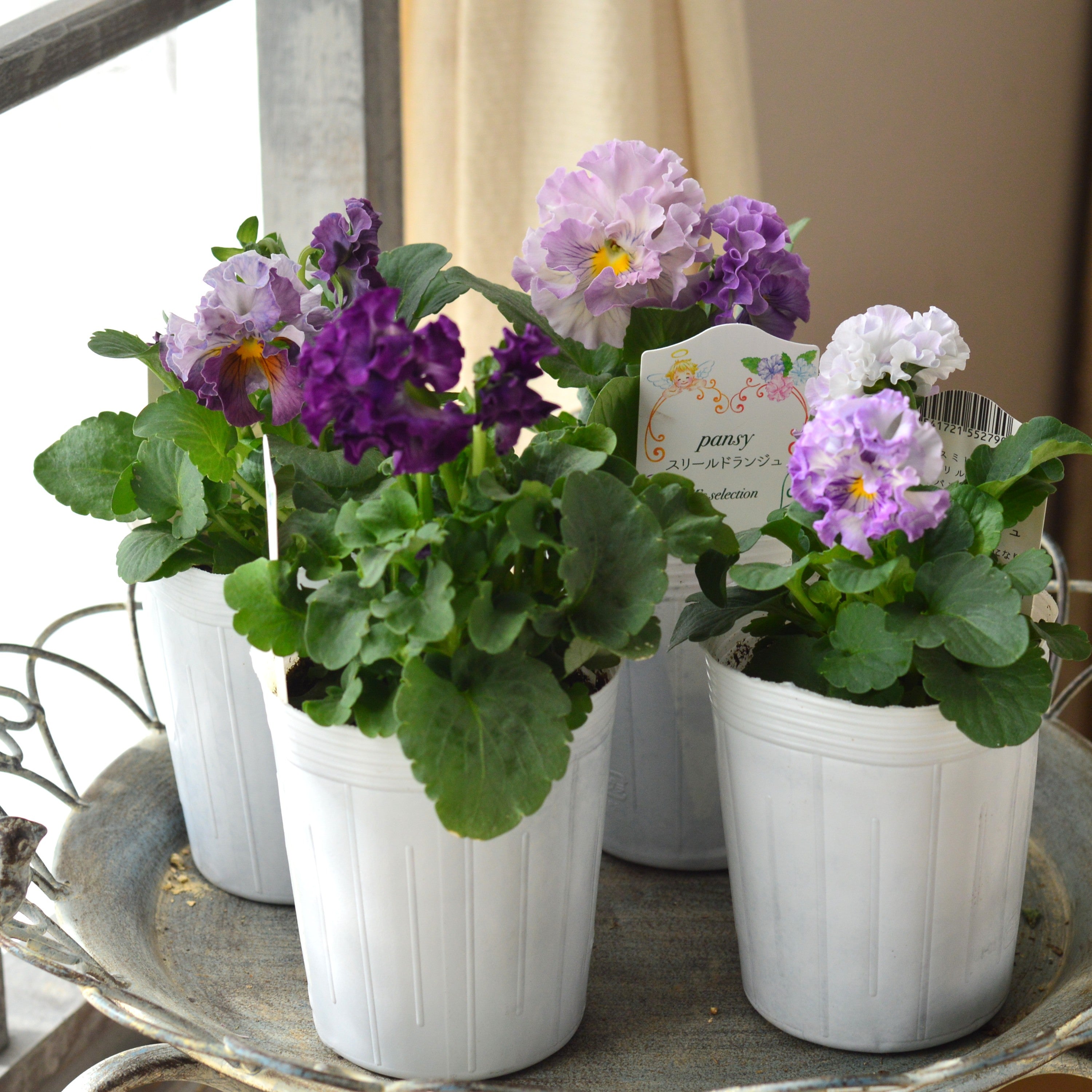 【松原園芸さん】 パンジー　『スリールドランジュ・パープル系』　　3寸POT