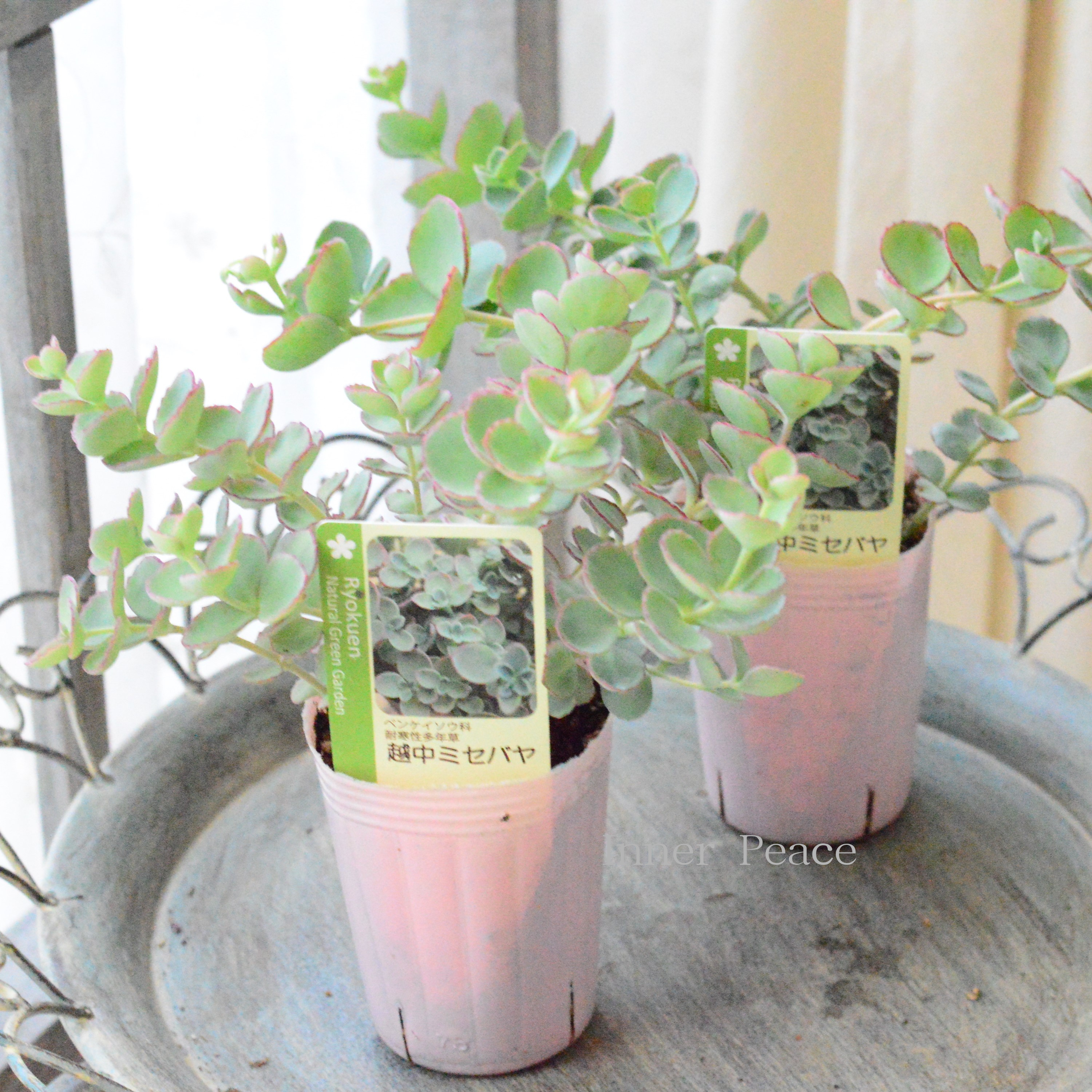 【寒さに強い】越中ミセバヤ　3寸POT