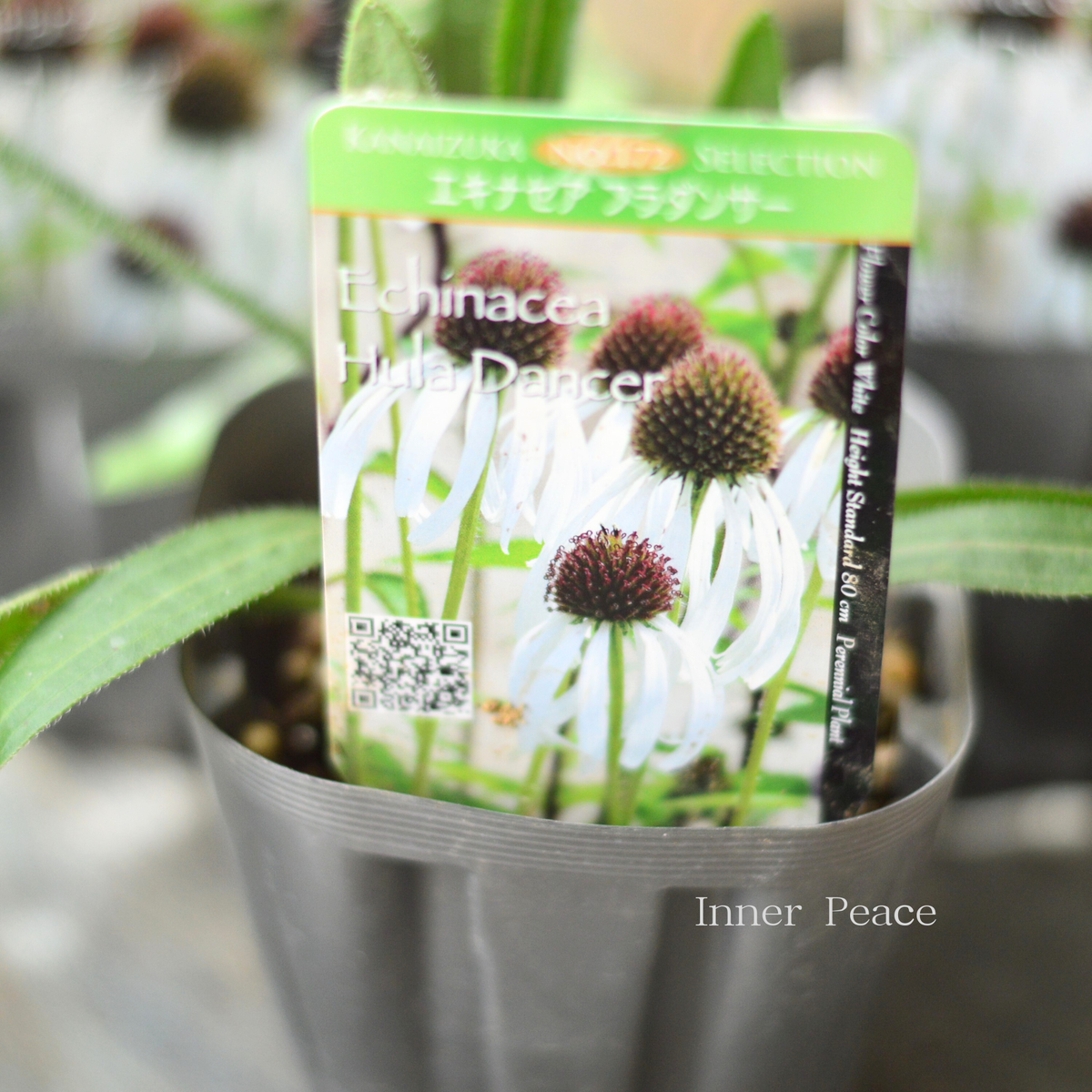 暑さ寒さに強い】 エキナセア 『パリダ フラダンサー』植え込み用 3.5寸POT