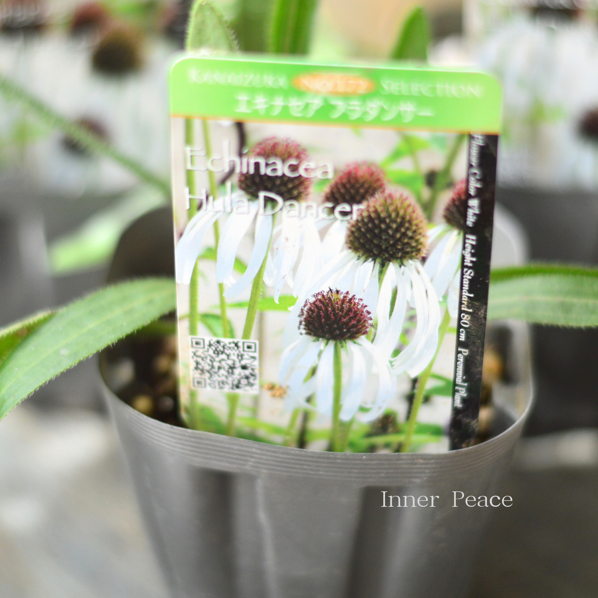 【暑さ寒さに強い】 エキナセア　『パリダ　フラダンサー』植え込み用　  3.5寸POT