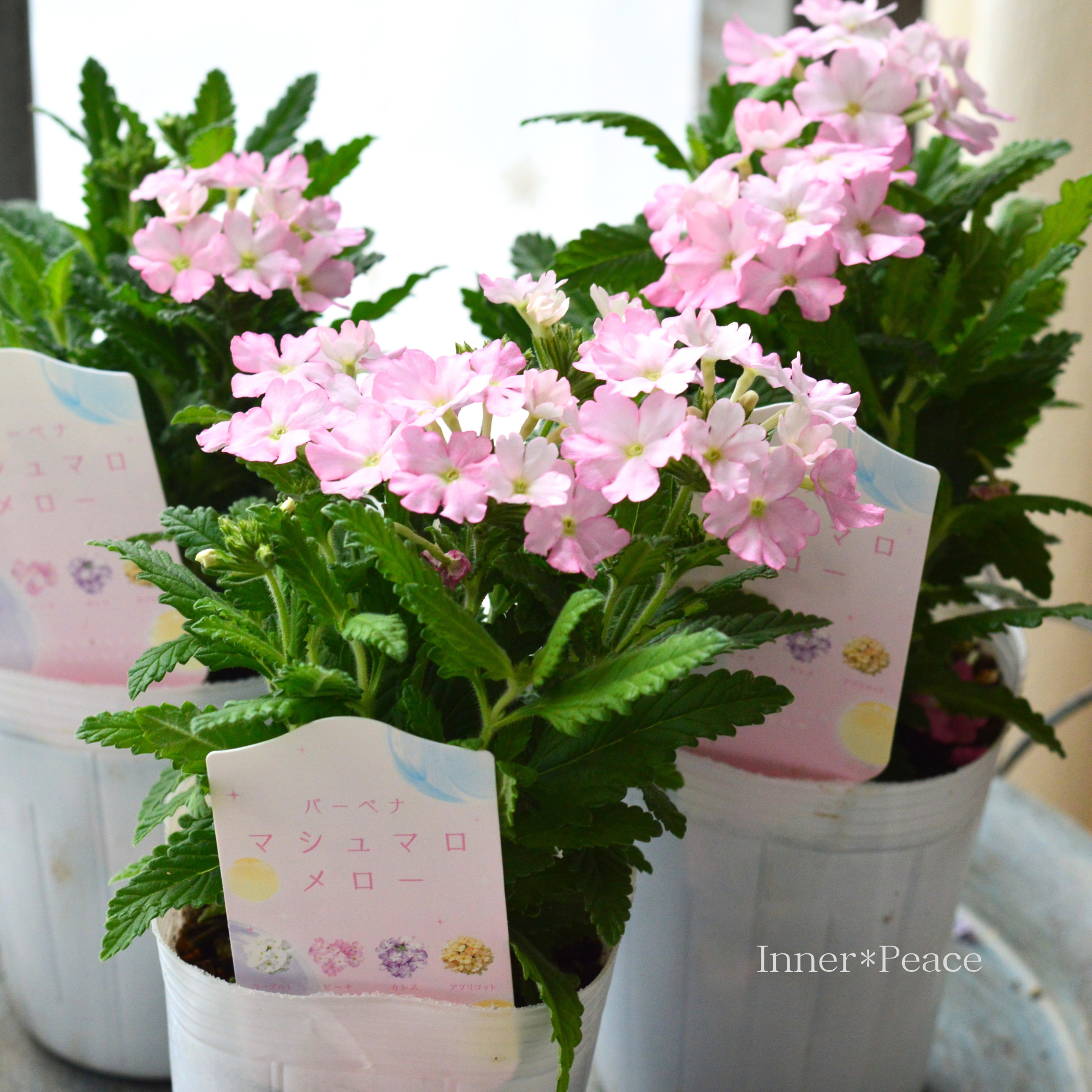【かわいい】 バーベナ 『マシュマロメロー・ピーチ』　　3寸ロングPOT