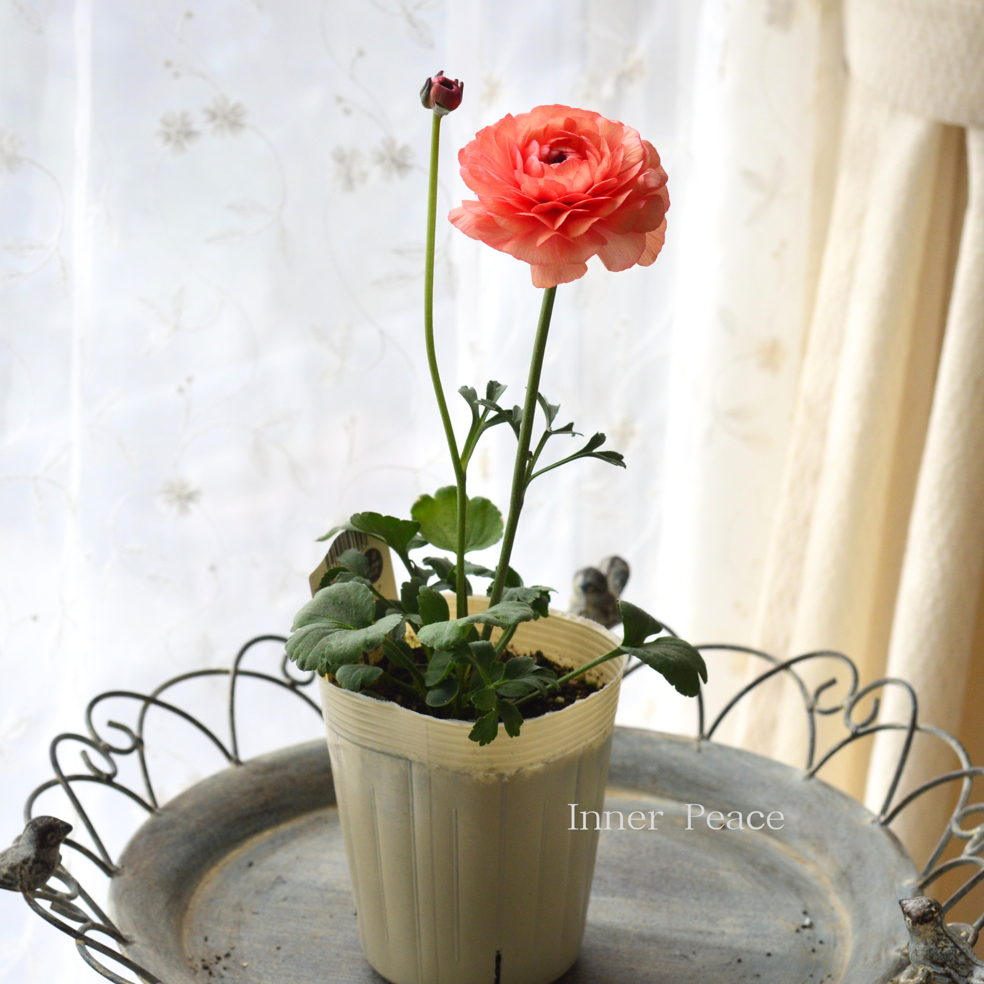 チャコット 美品　ラナンキュラスプリントトップ　L ☆ラナンキュラス ラックス Ranunculus Rax series☆ #meiko_toall