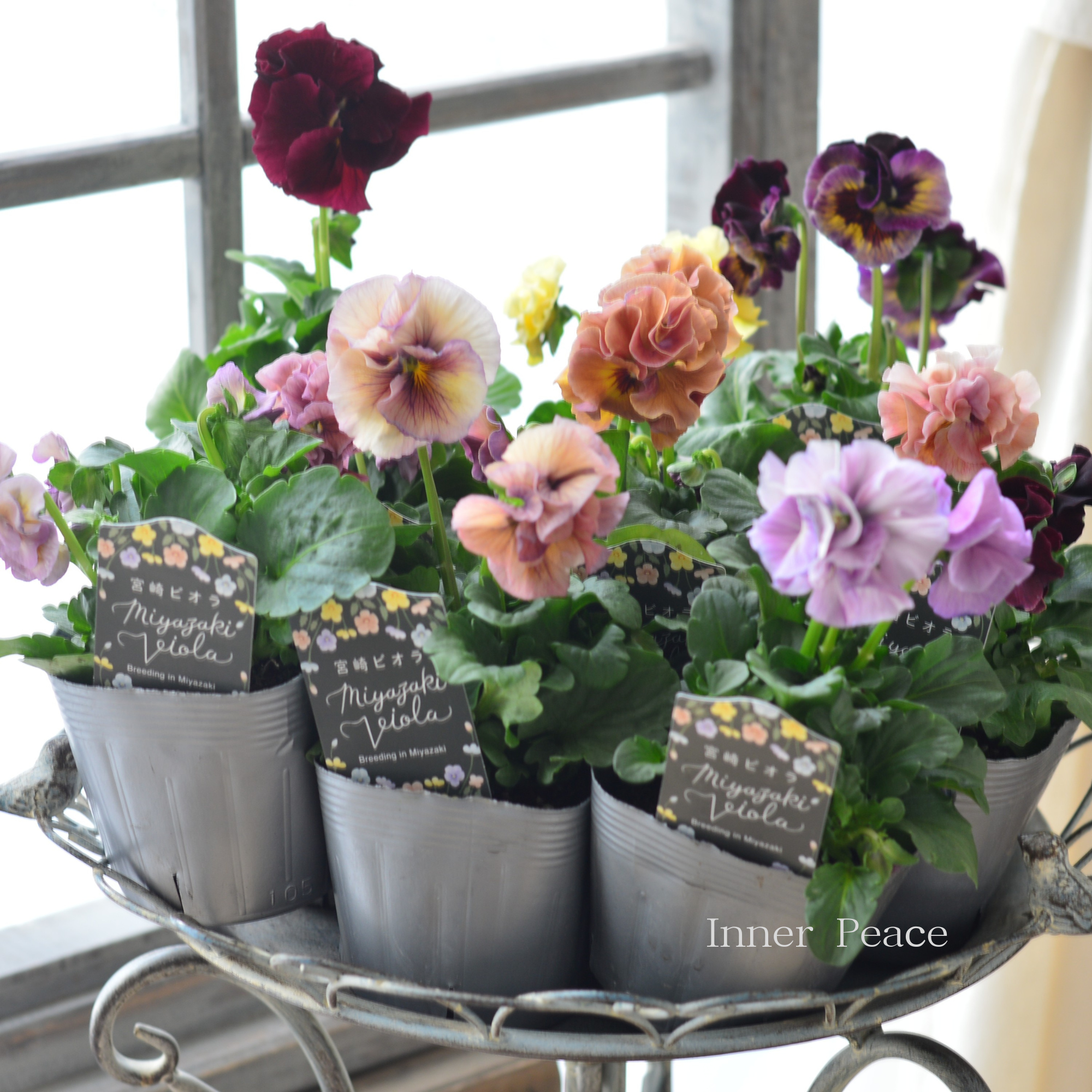 パンジー・ビオラ