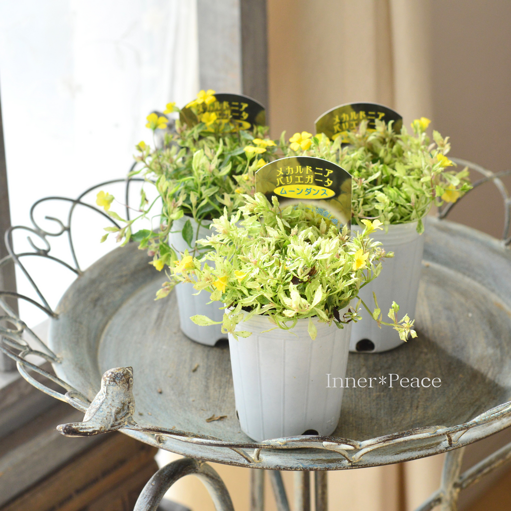   テネラ　アルメニア工房時代　ヴィンテージ花器 斑入り】 メカルドニア 『バリエガータ・ムーンダンス』 2.5寸POT