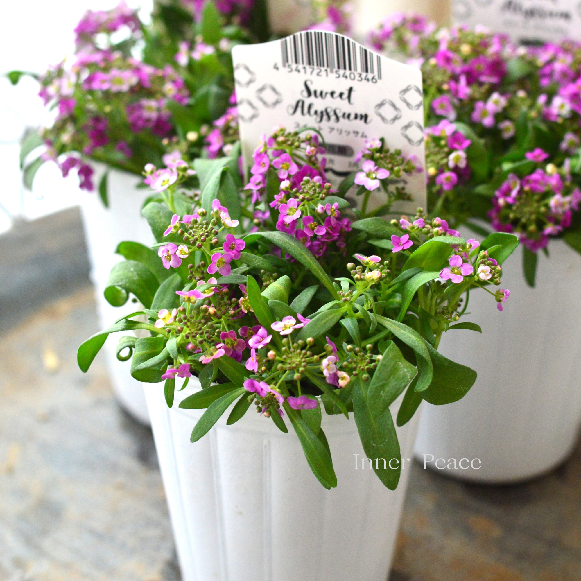 【かわいい】 スイートアリッサム　『アルーレ・ピンク系』　2.5寸POT