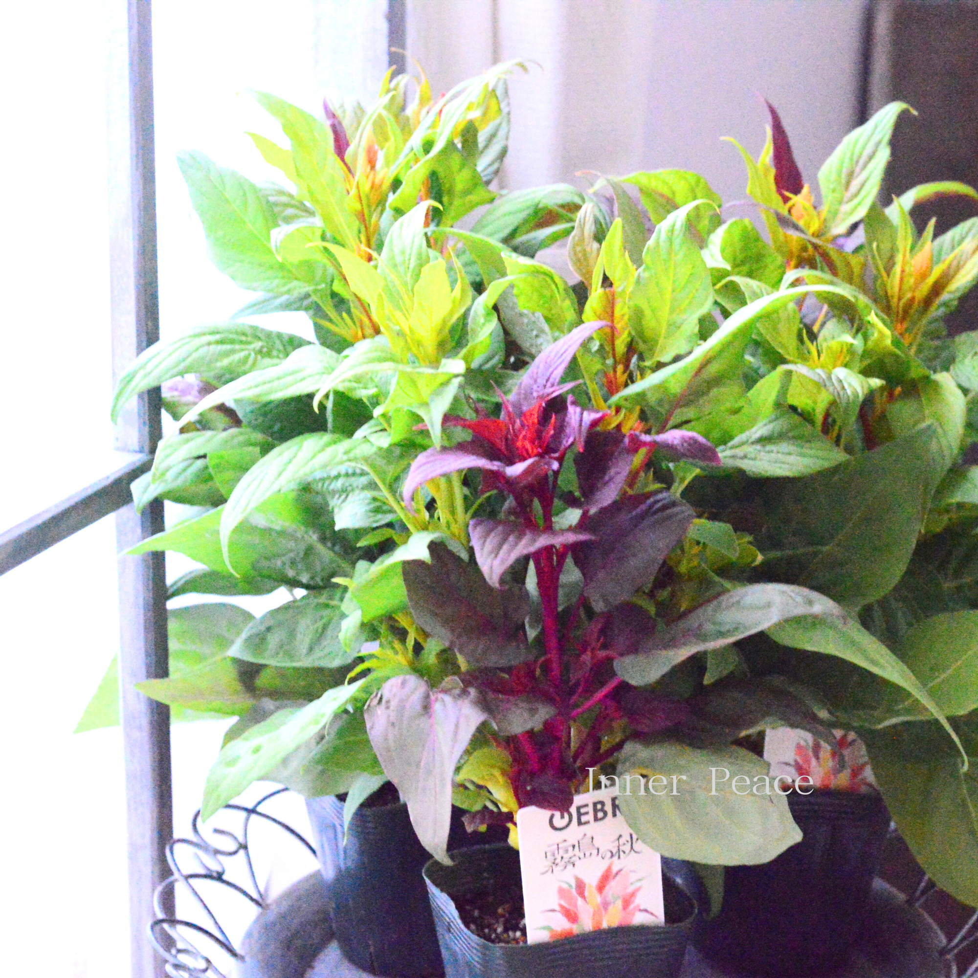 【ゲブラナガトヨさん】 ケイトウ　『霧島の秋・キメラ咲き』　3.5寸POT