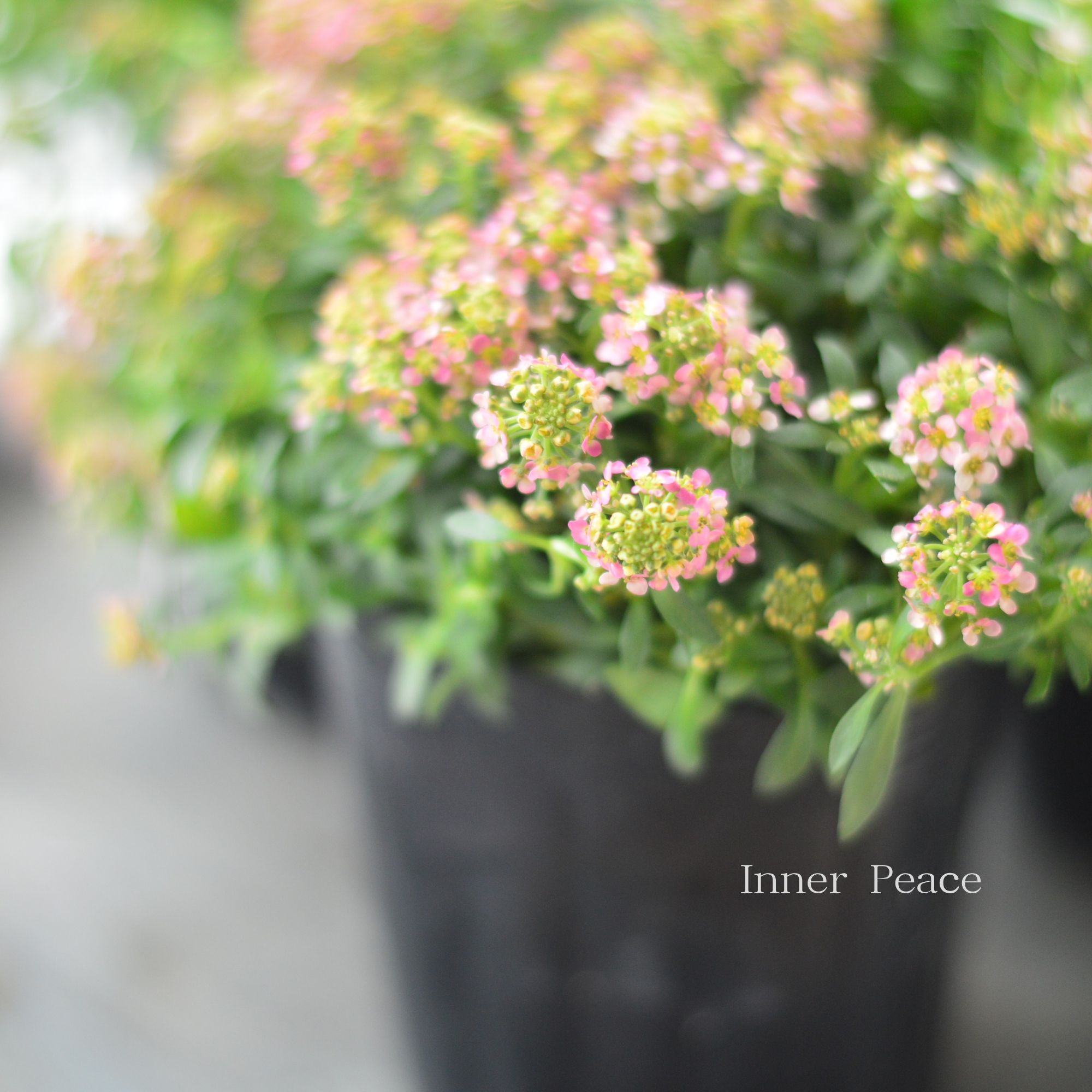 【３本植え】 スイートアリッサム　『アプリコット』　３寸POT