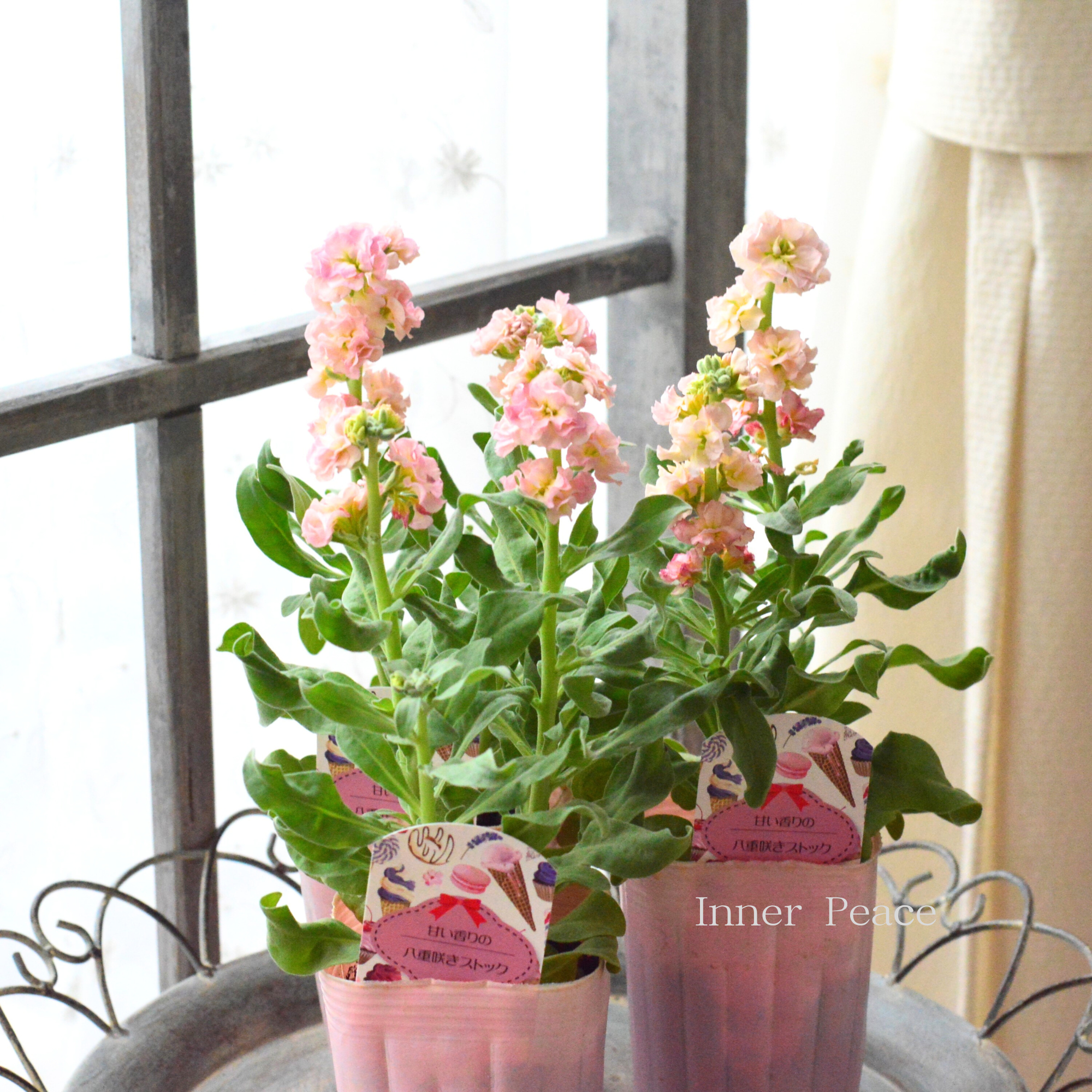 【八重咲き】 ストック ベイビー  『アプリコット』　3寸ロングPOT