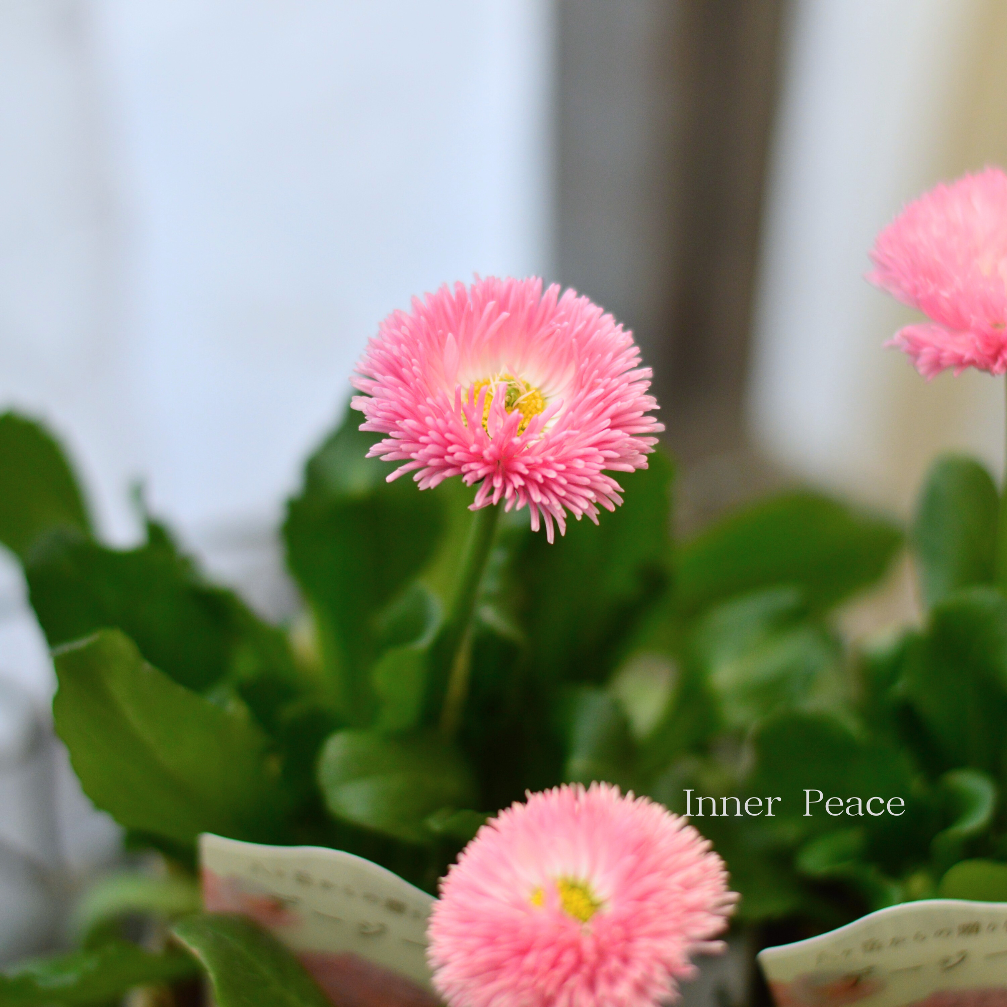 【かわいい】 チロリアンデージー　　3.5寸POT