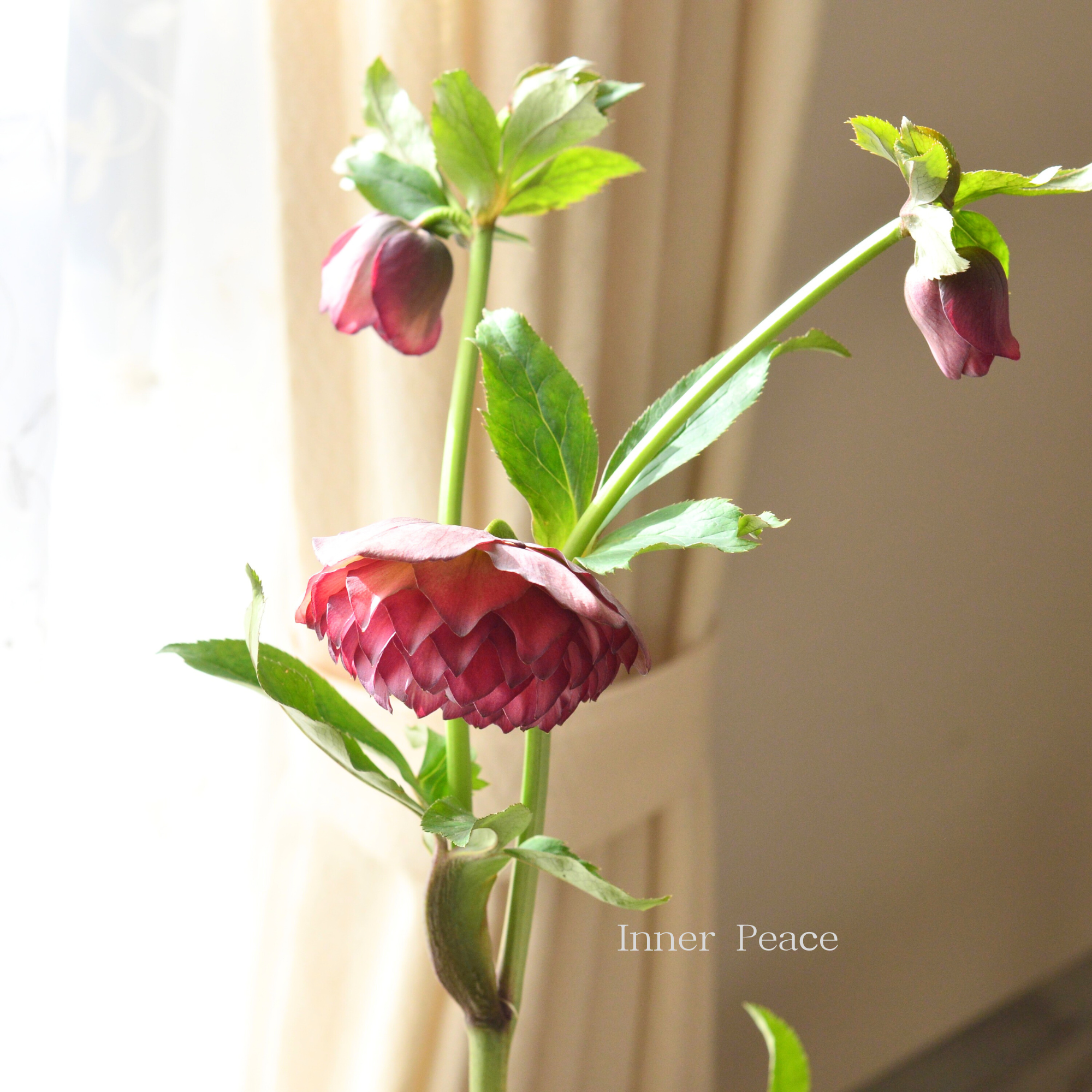 【杉光園芸さん】  クリスマスローズ 『多弁タイプ・Ａ』　　４号ＰＯＴ