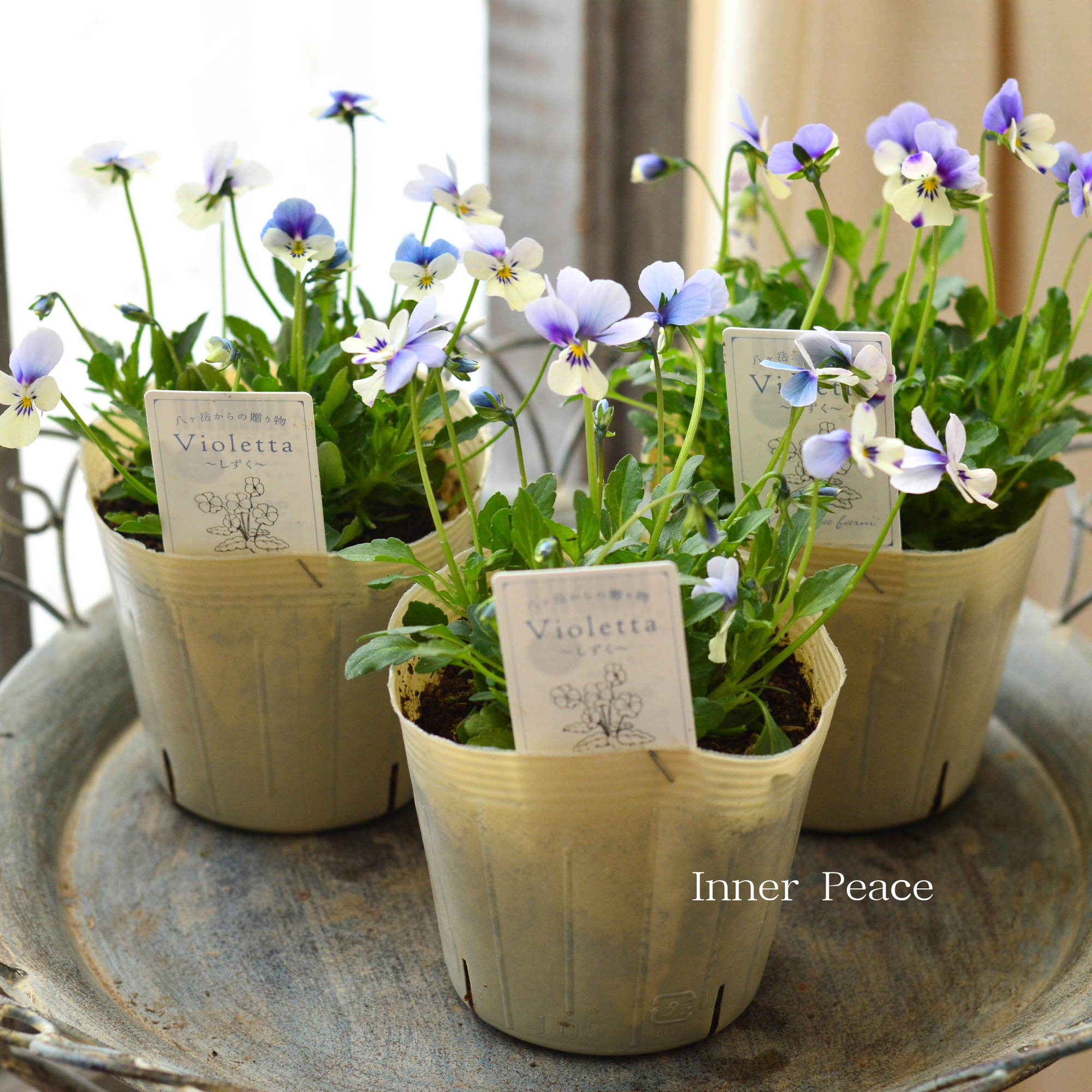 パンジー・ビオラ