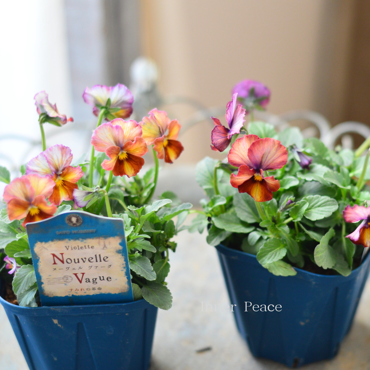 サトウ園芸さん】 ビオラ 『ヌーベルヴァーグ～すみれの革命～ A』 3.5