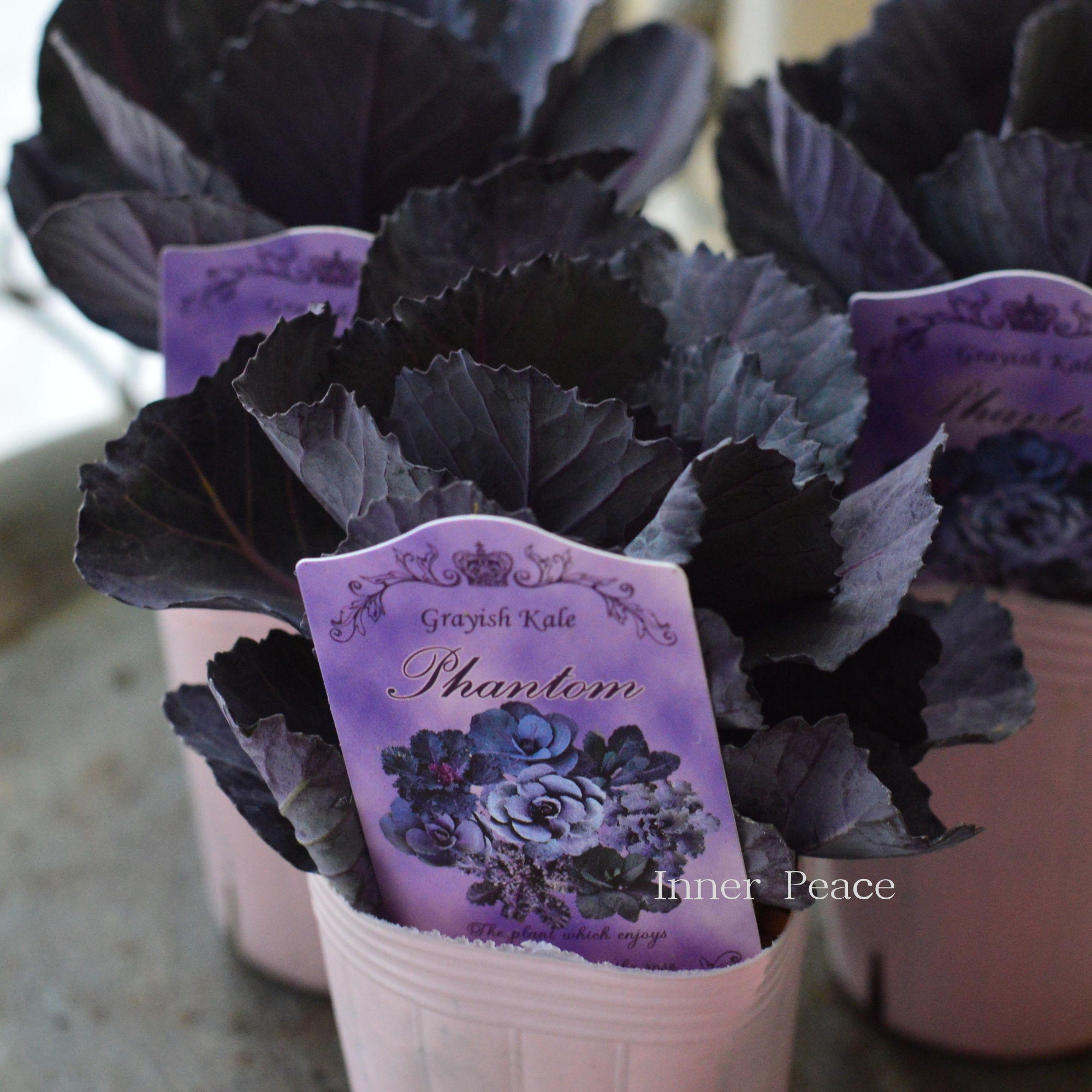 【k-plantsさん】 グレイッシュケール　『ファントム・A』   2寸POT