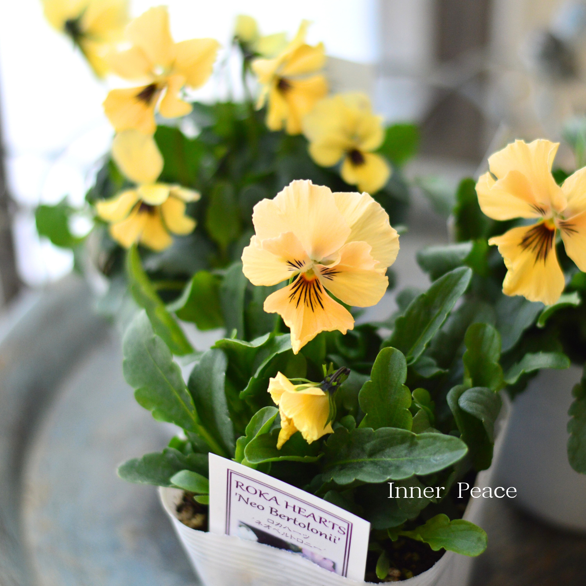 【美しい】 ビオラ　ロカハーツ　『ネオベルトロニー・B』　　3.5寸POT