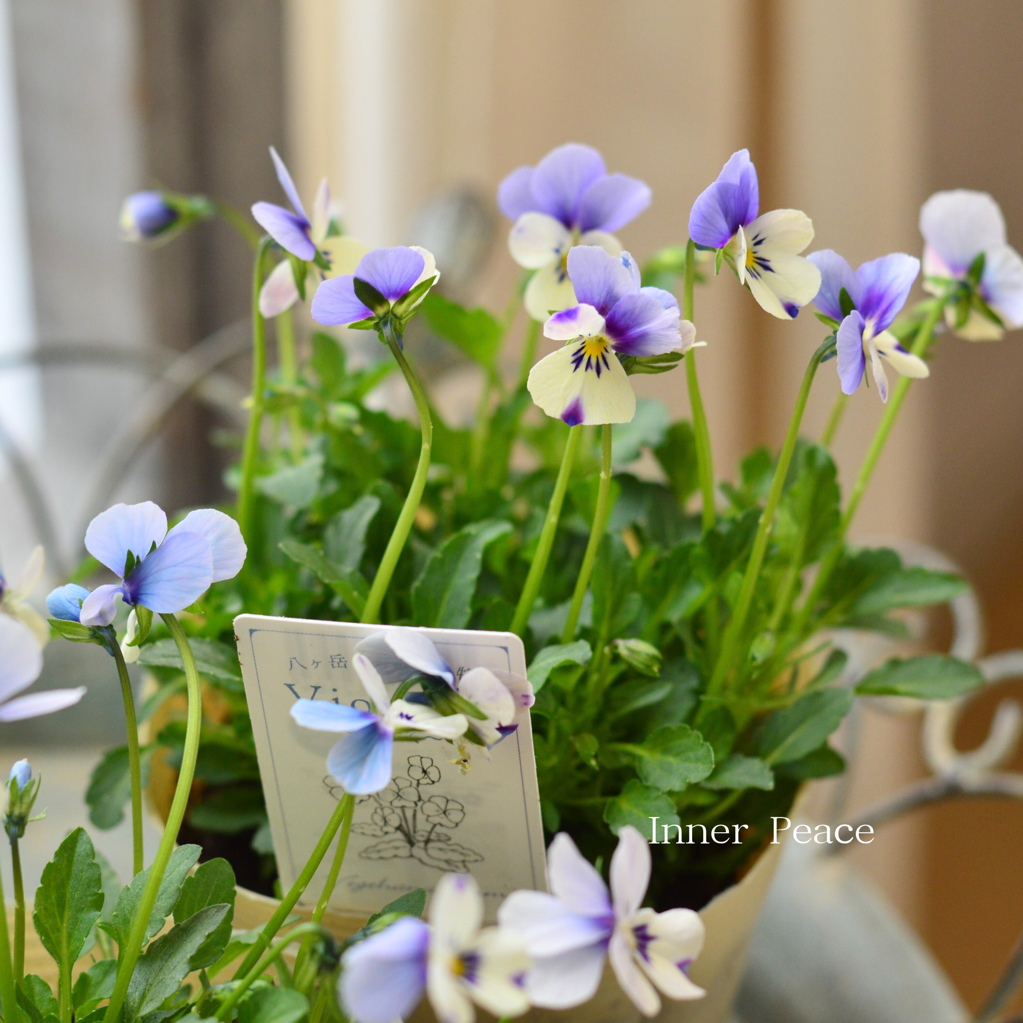 【VEGIHANA FARMさん】 小輪ビオラ　『ビオレッタ・しずく　A』　　3.5寸POT