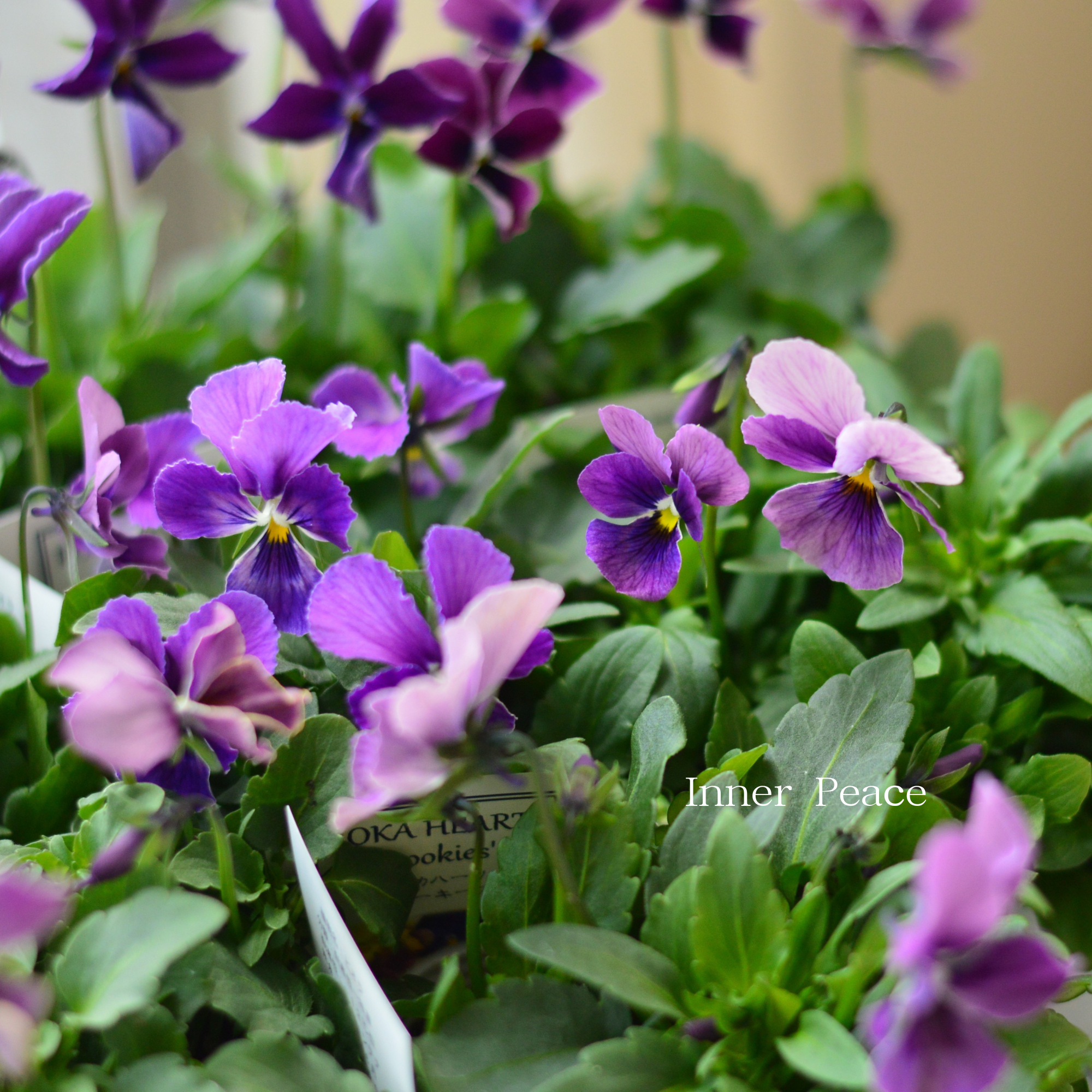 【美しい】 ビオラ　ロカハーツ　『ルーキーズ・A』　　3.5寸POT