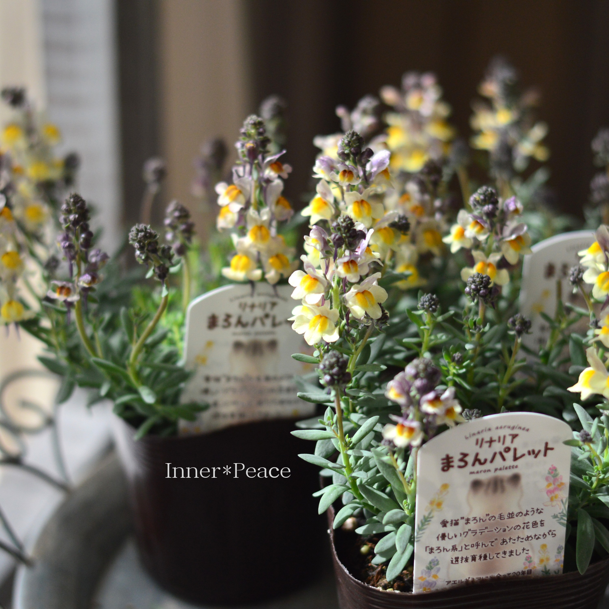 【かわいい】 リナリア 『まろんパレット・Ａ』　3.5寸POT