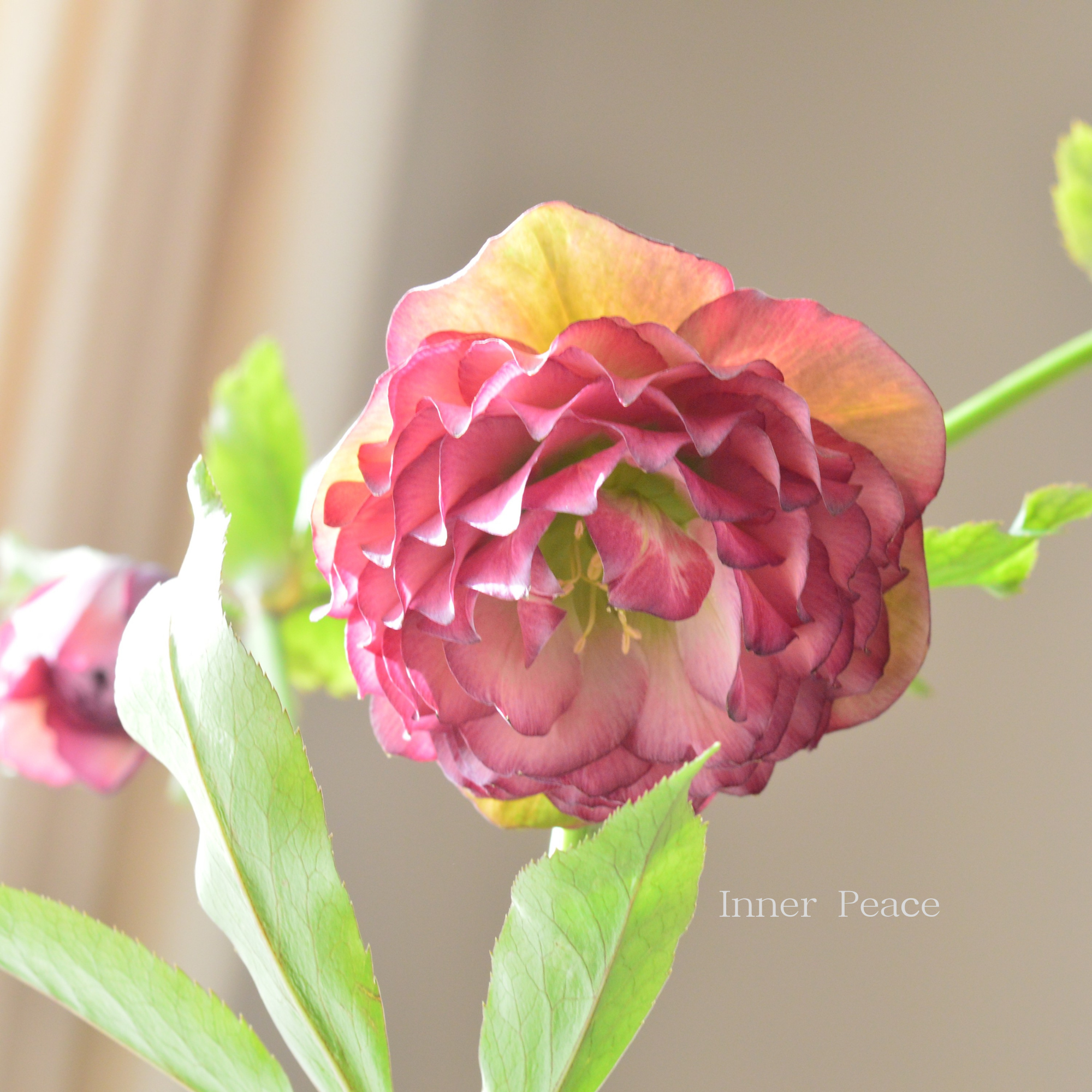 【杉光園芸さん】  クリスマスローズ 『多弁タイプ・Ａ』　　４号ＰＯＴ