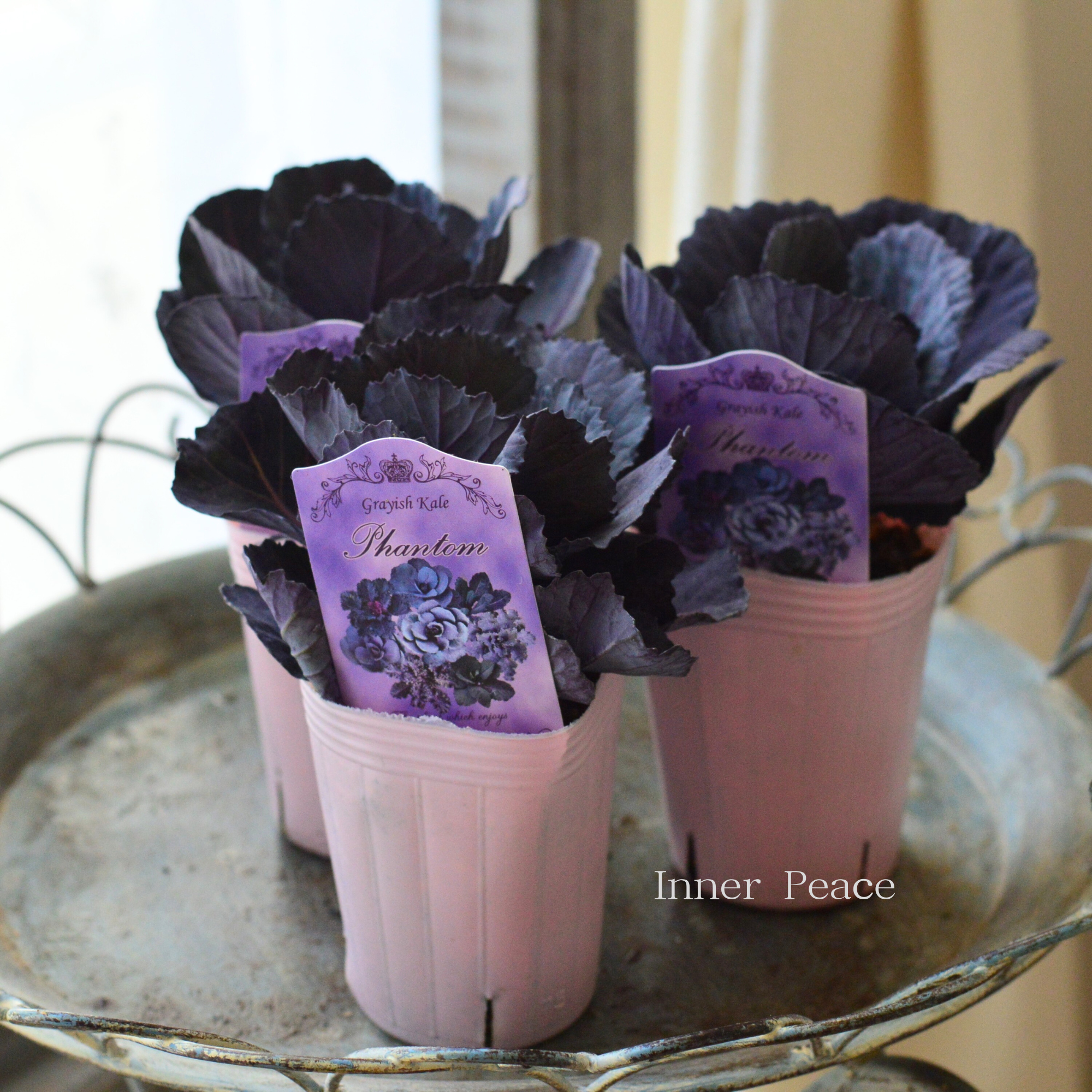 【k-plantsさん】 グレイッシュケール　『ファントム・A』   2寸POT