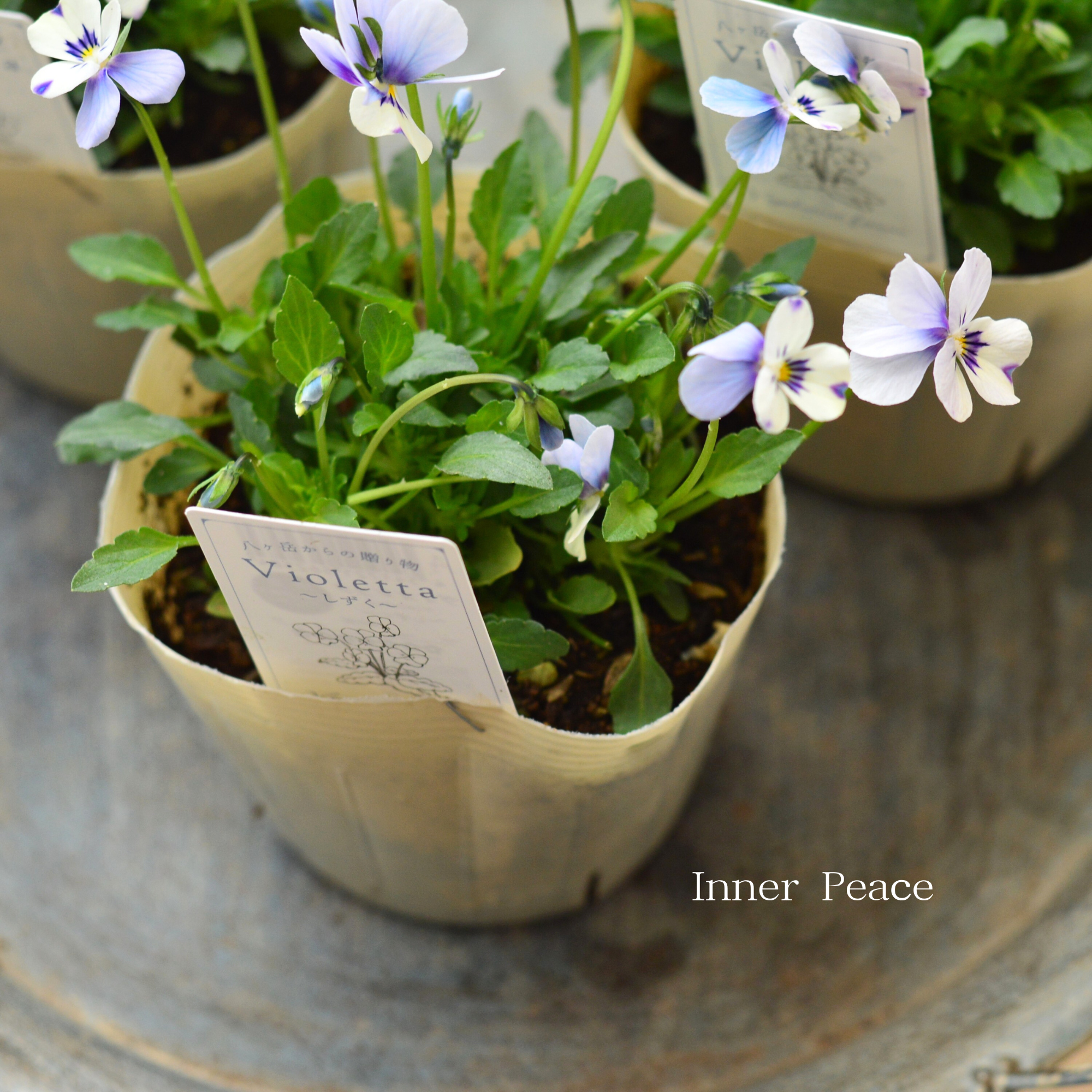 【VEGIHANA FARMさん】 小輪ビオラ　『ビオレッタ・しずく　A』　　3.5寸POT