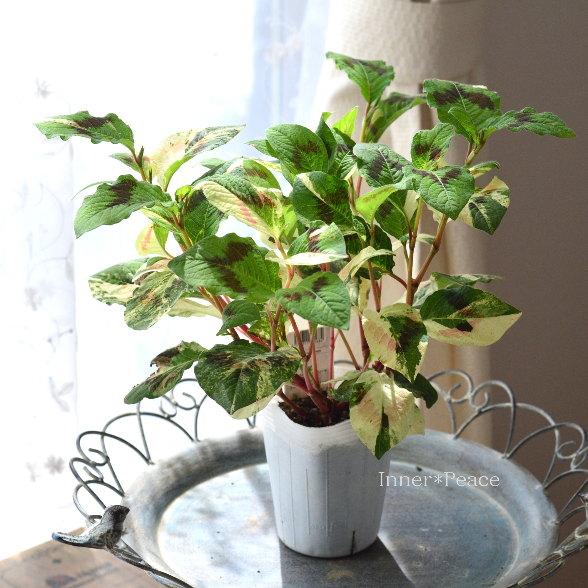 【斑入り】　ミズヒキ（水引草）　Aタイプ　　　3寸ロングPOT