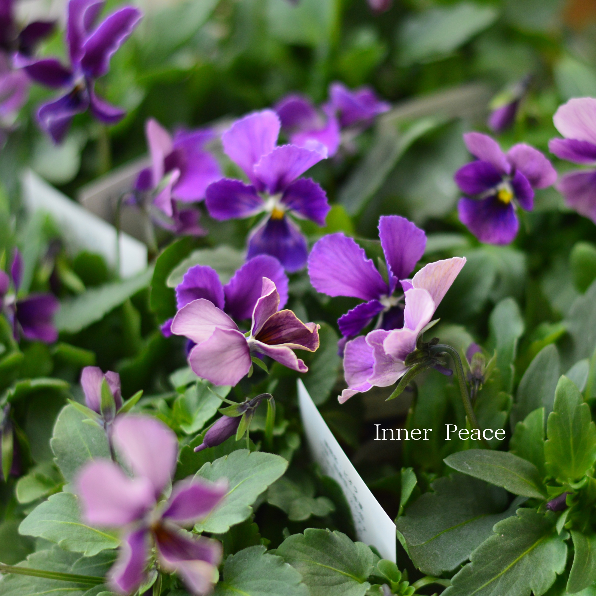 【美しい】 ビオラ　ロカハーツ　『ルーキーズ・A』　　3.5寸POT