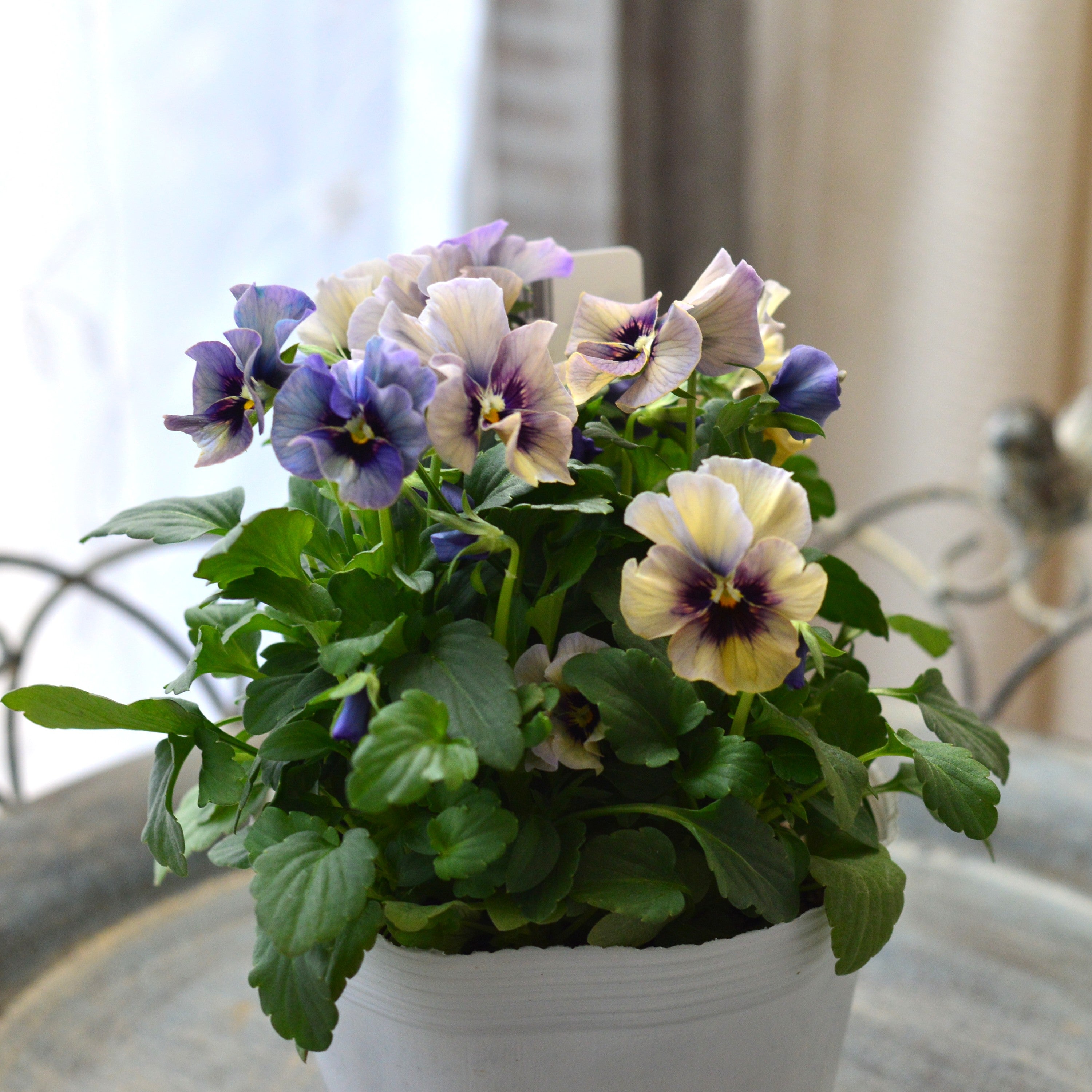 【Special】 北島園芸さんのビオラ　『コルティルーチェ・A』　3.5寸POT