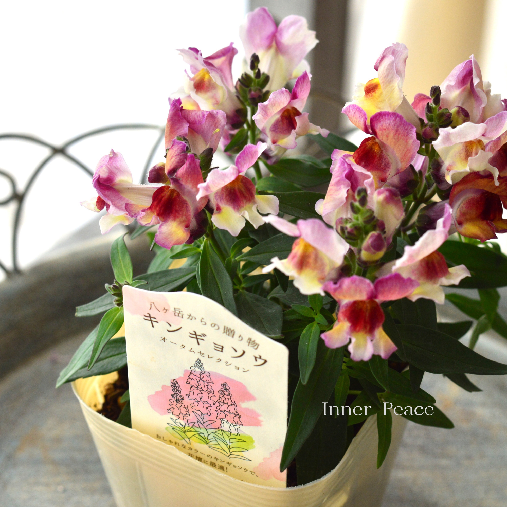 【かわいい】 キンギョソウ　『オータムセレクション　A』　　3寸ロングPOT