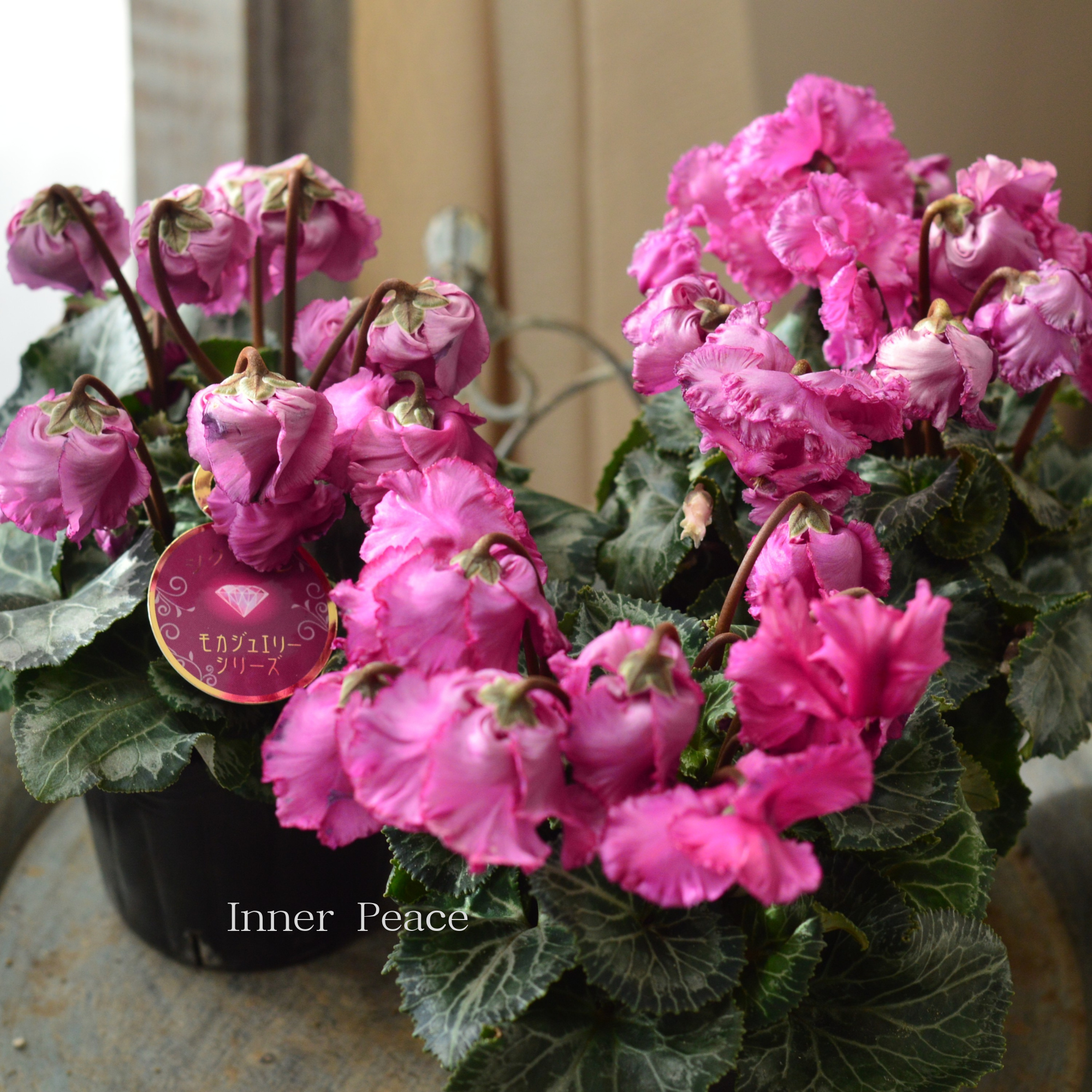 ミニチュアフラワー クレイ小花 千趣会マンスリークラブ 24鉢 未使用 鉢・ボウル :: 21cm-24.5cm 大鉢・ボウルL :: 一花(ひとはな) 7寸浅鉢