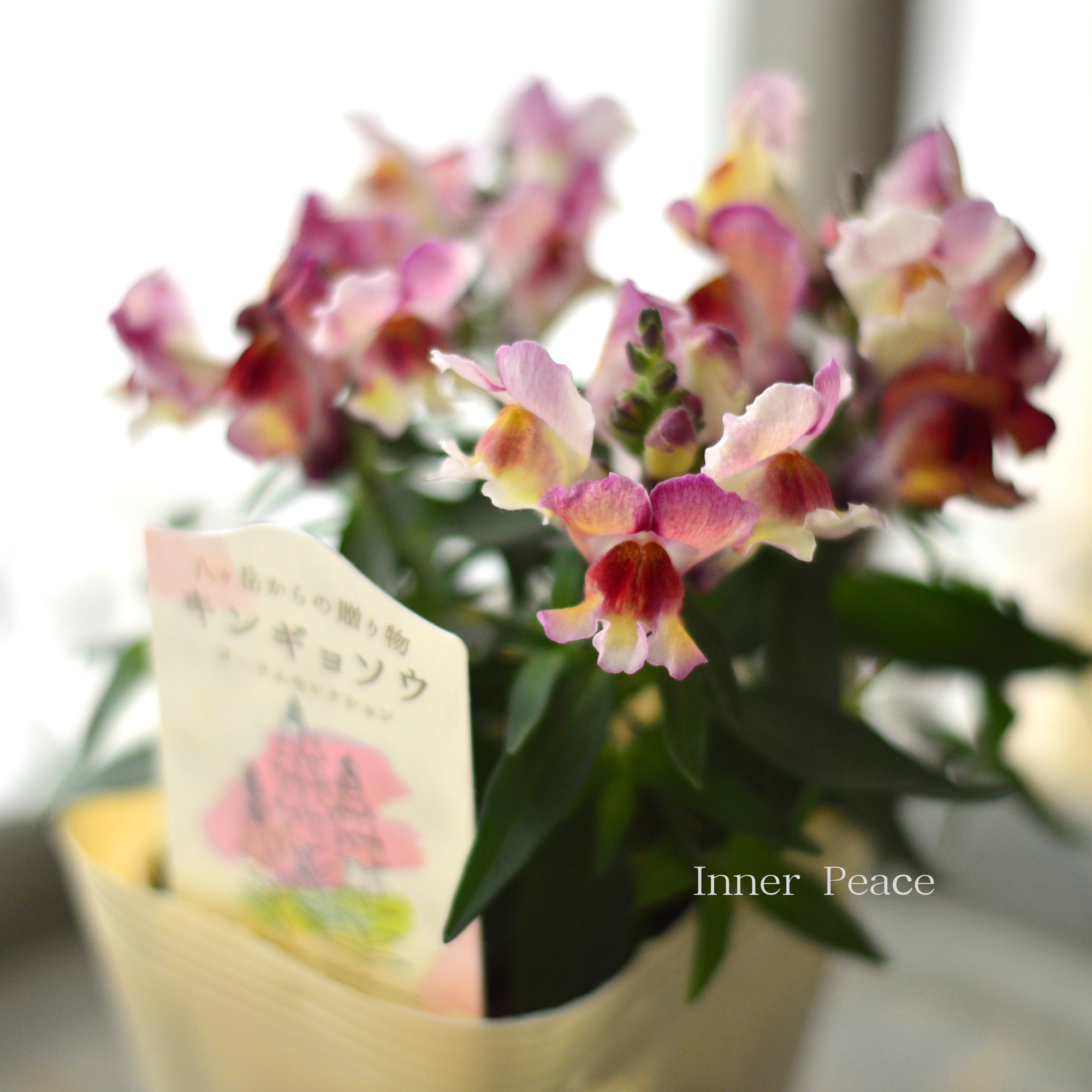 【かわいい】 キンギョソウ　『オータムセレクション　A』　　3寸ロングPOT