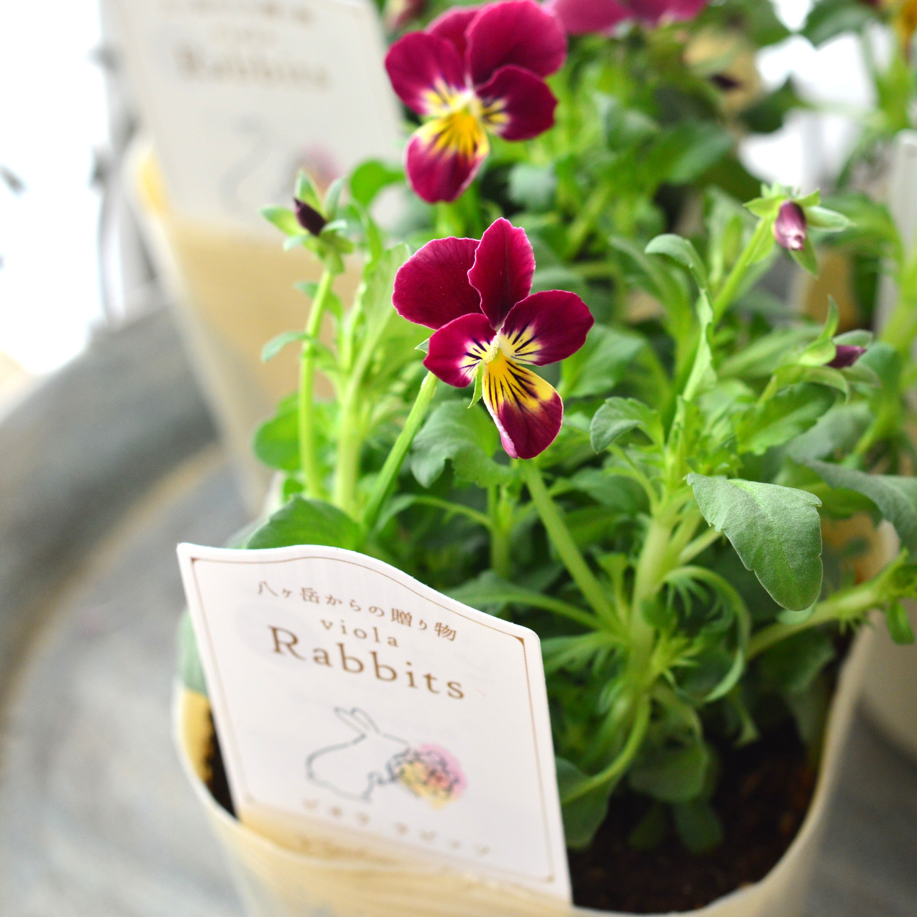【VEGIHANA FARMさん】 ビオラ　『ラビッツ・B』　　3.5寸POT